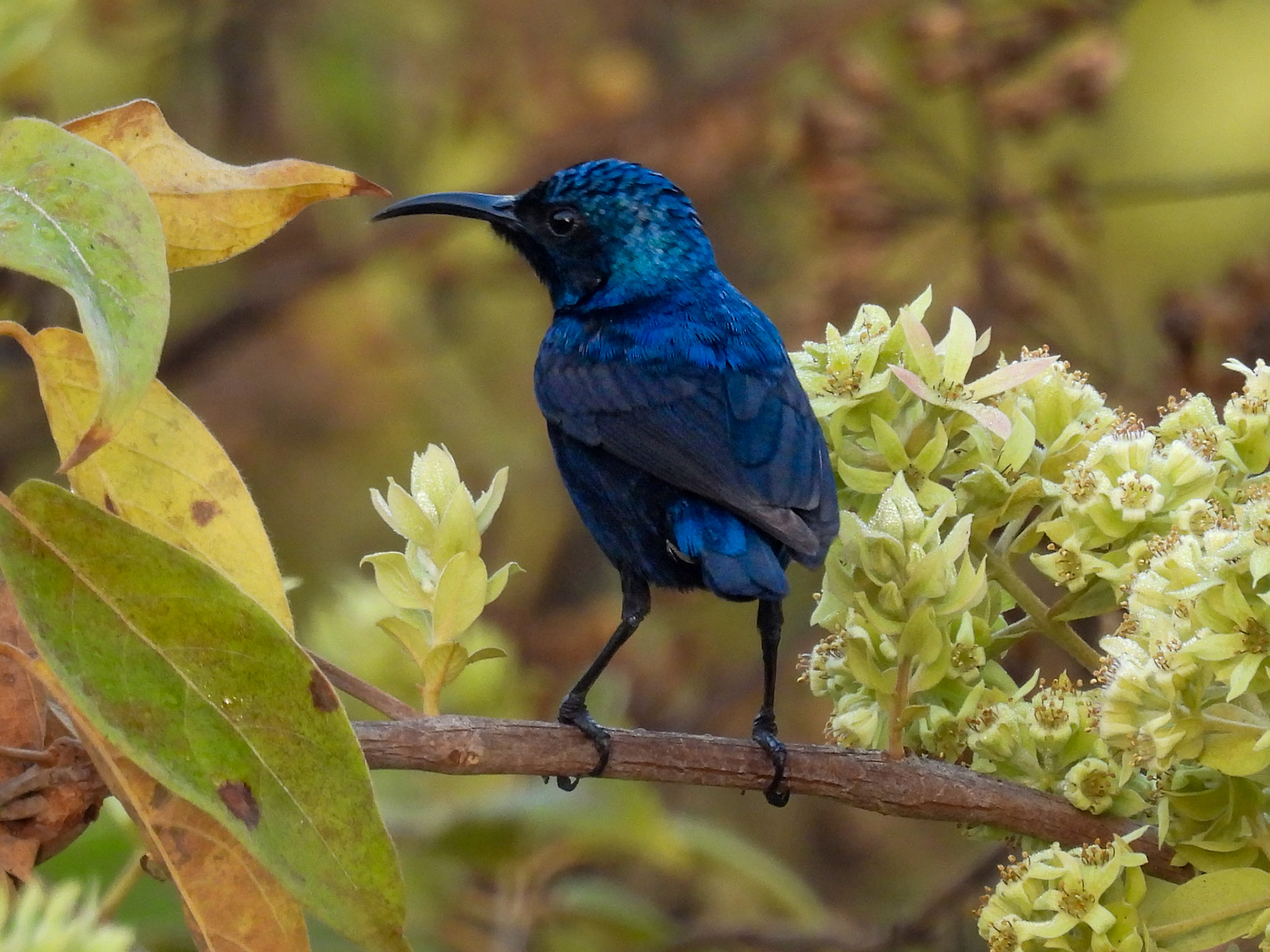 Purple Sunbird 