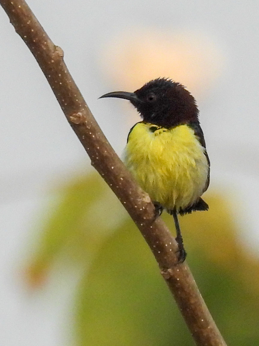 Purple-rumped Sunbird