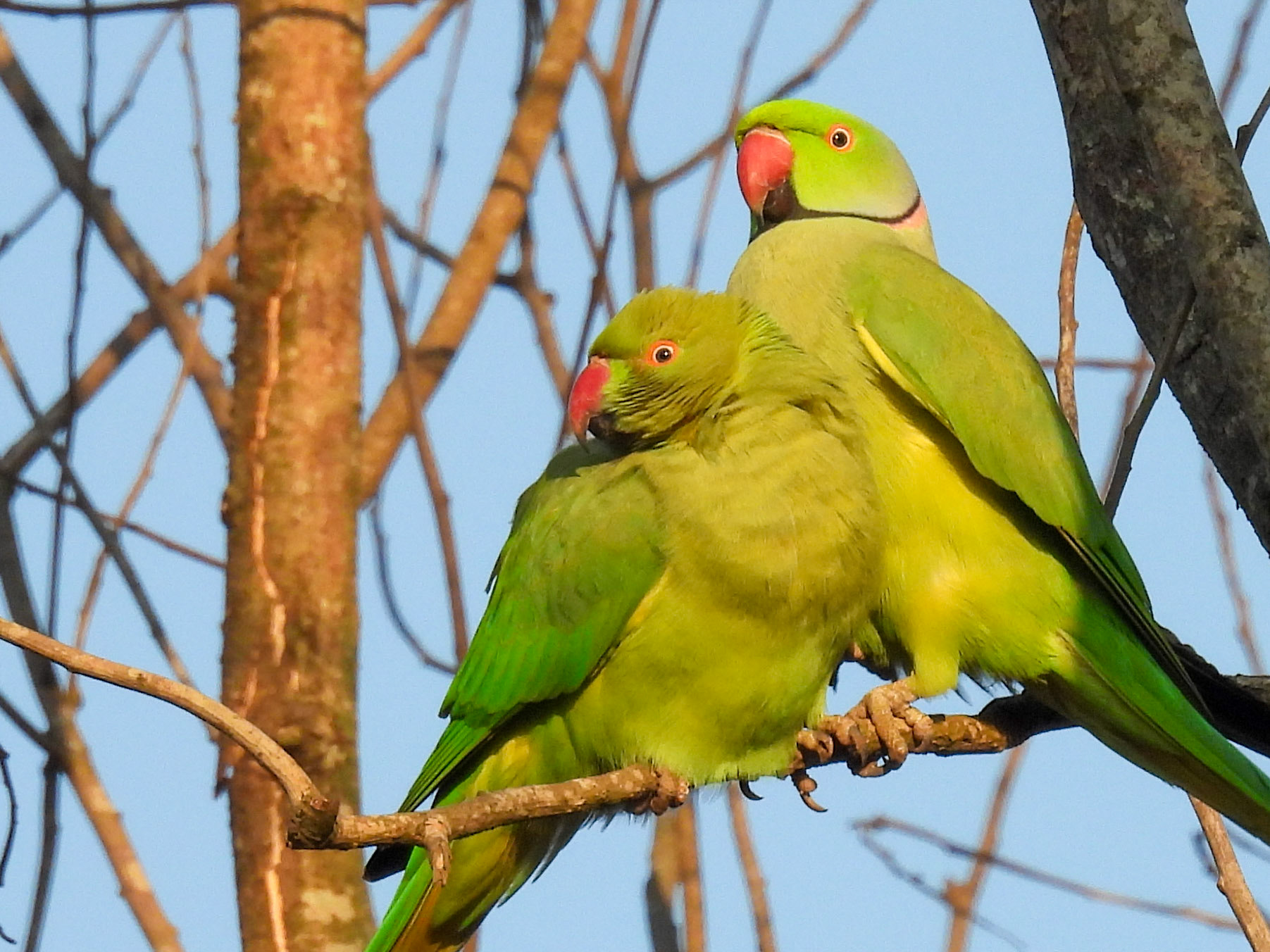 Rose-ringed Parakeet