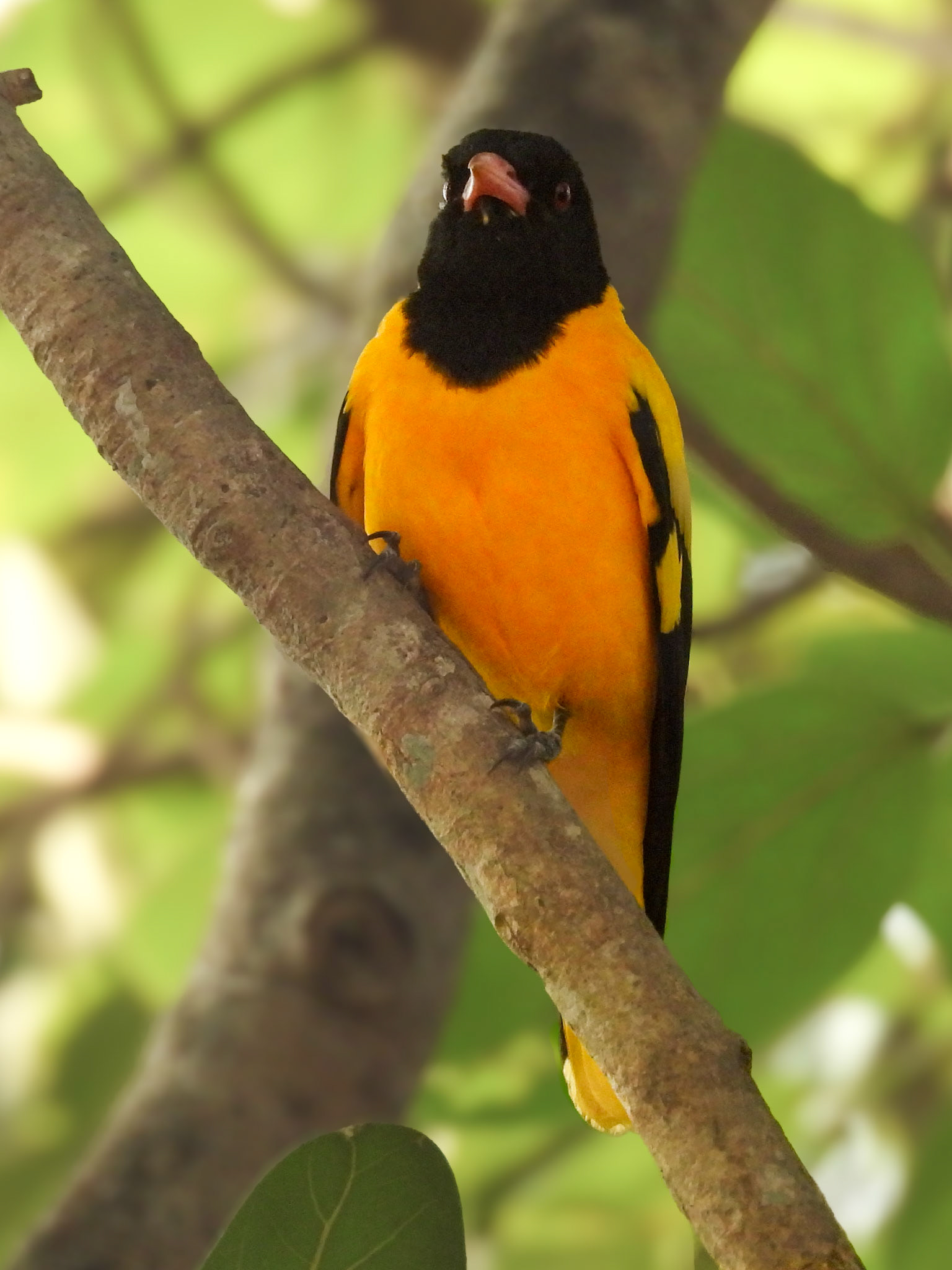 Black-hooded Oriole 