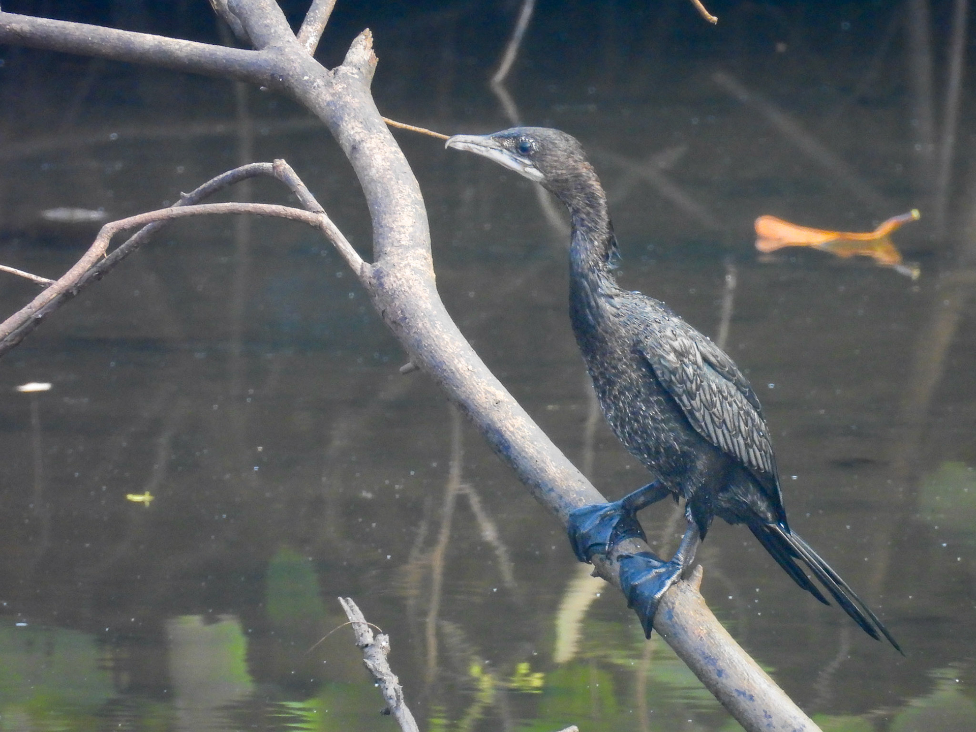 Little Cormorant