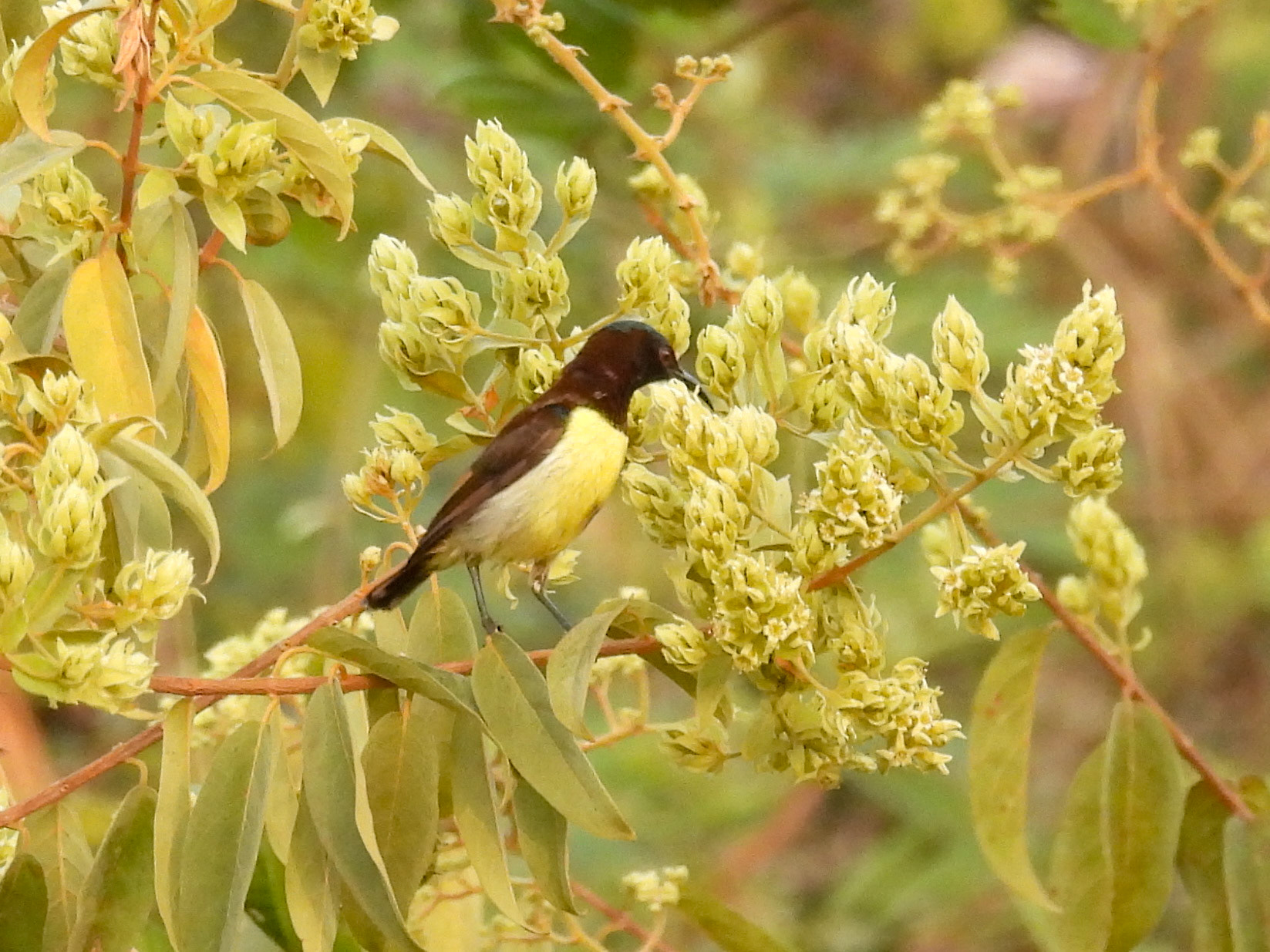 Purple-rumped Sunbird (f)