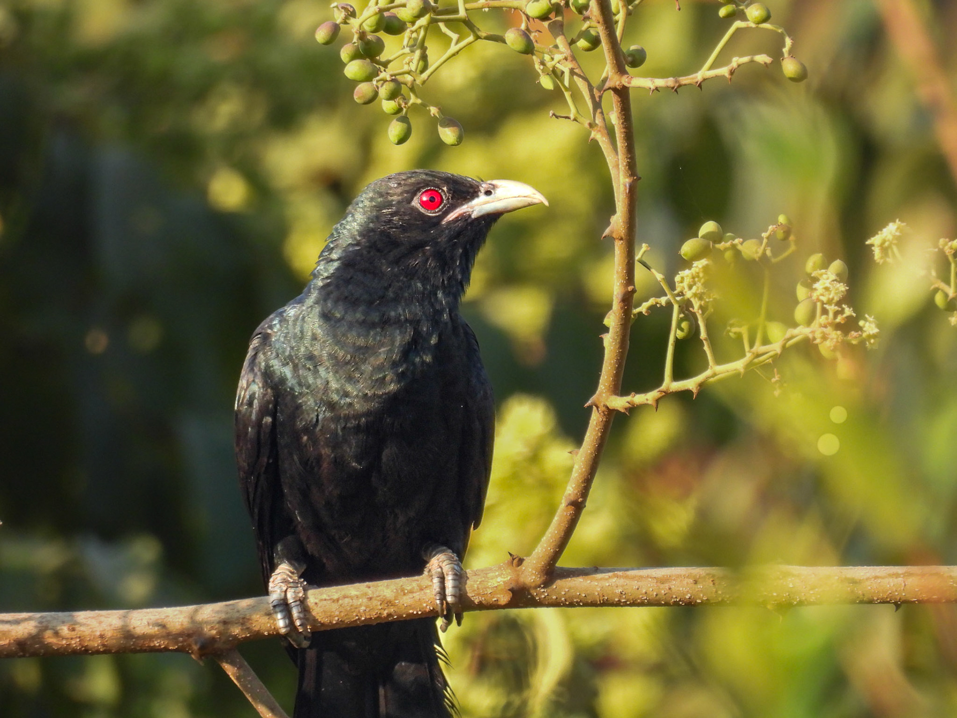 Asian Koel