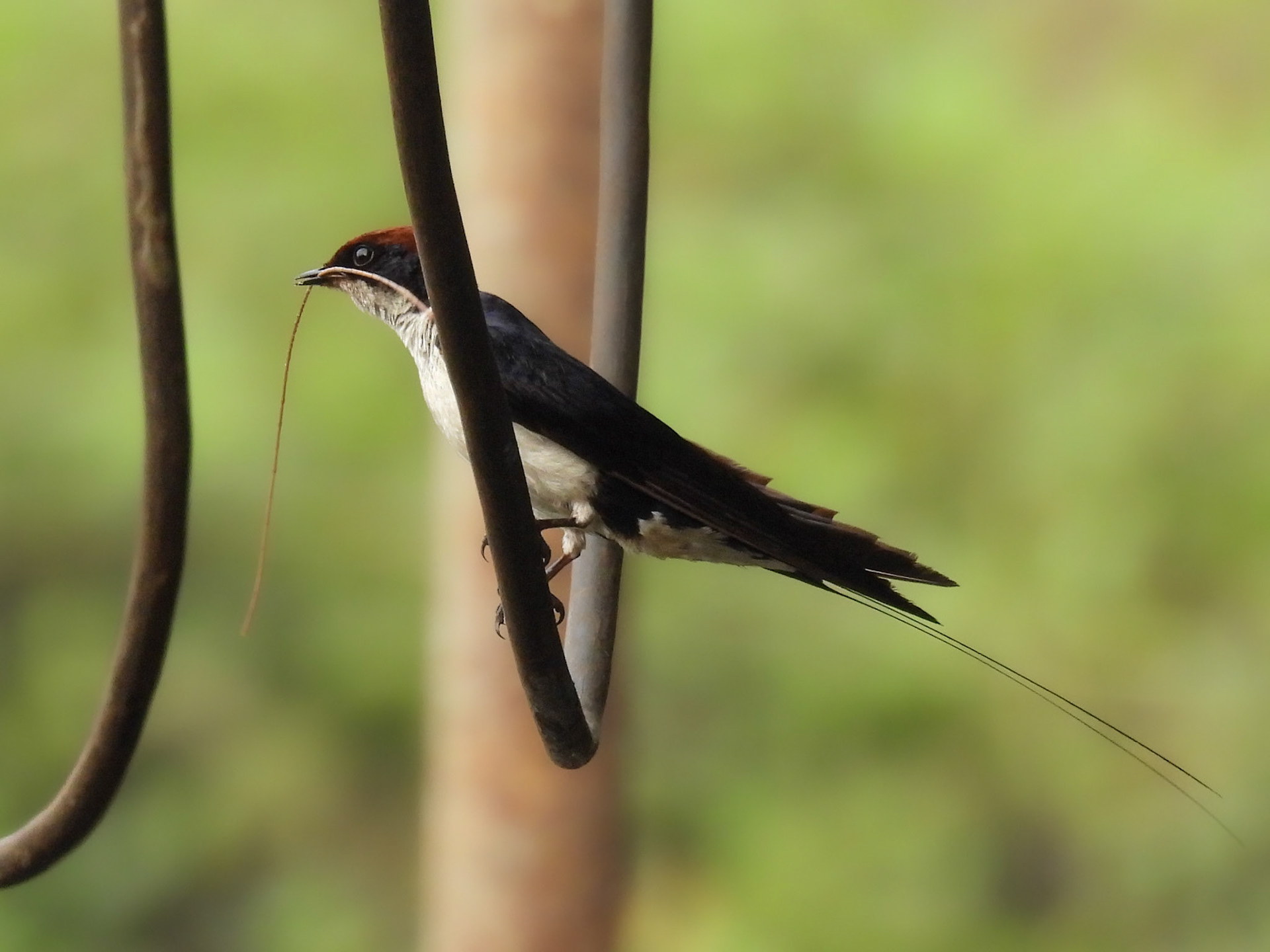 Wire-tailed Swallow - Living the Dream