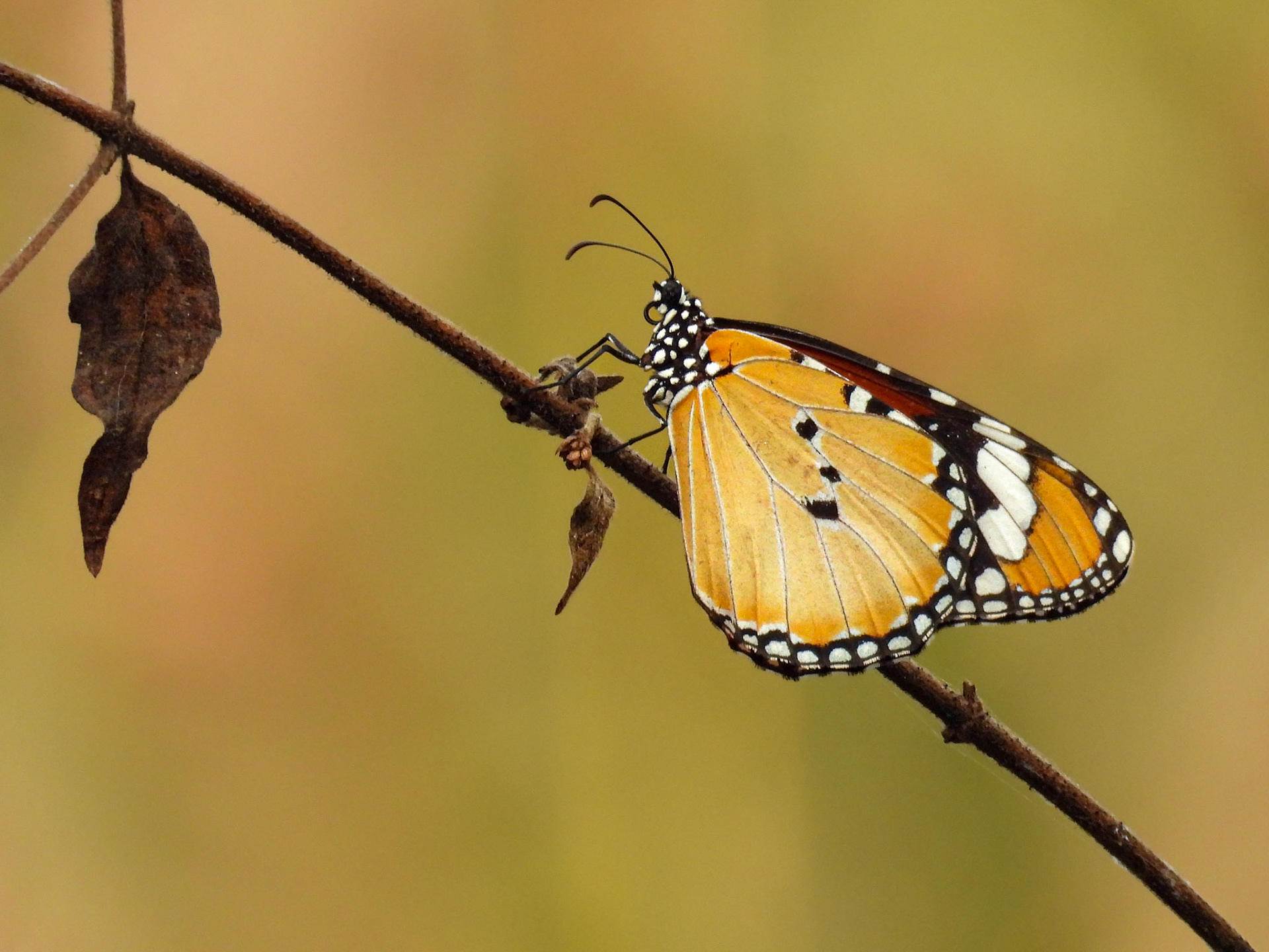 Plain Tiger Butterfly
