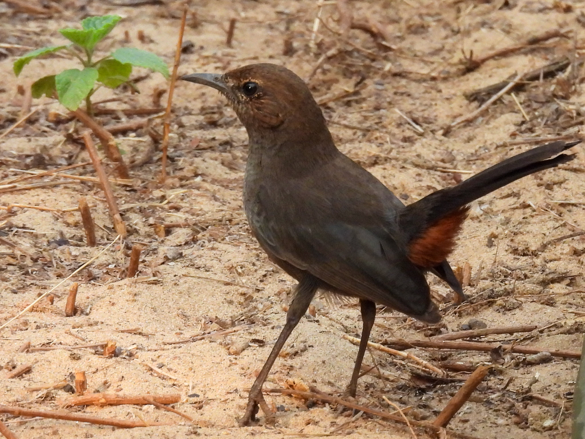 Indian Robin (F)