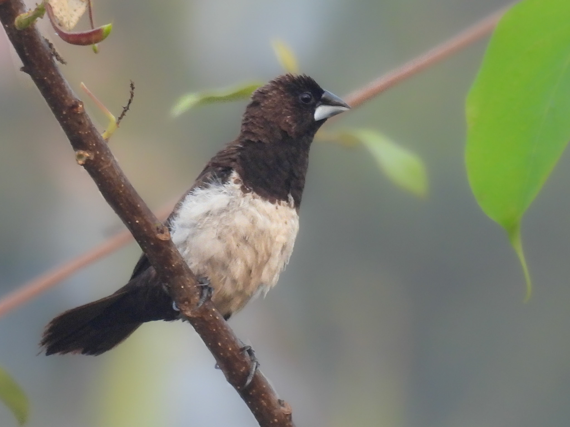 White-rumped Munia