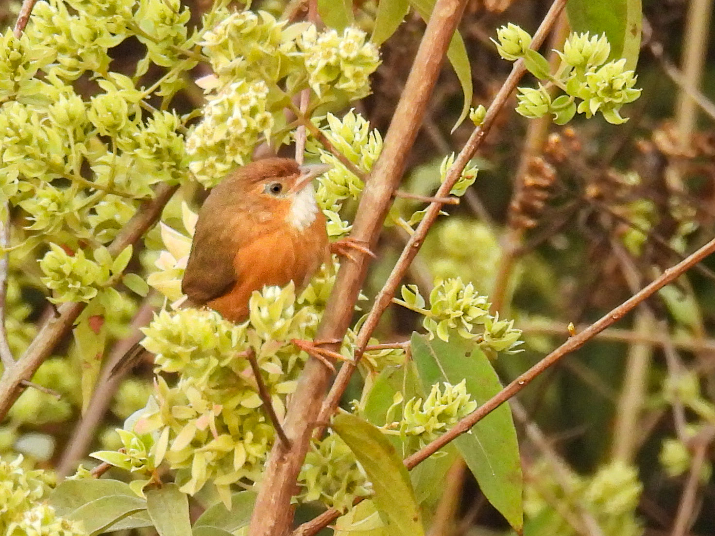 Tawny-bellied Babbler