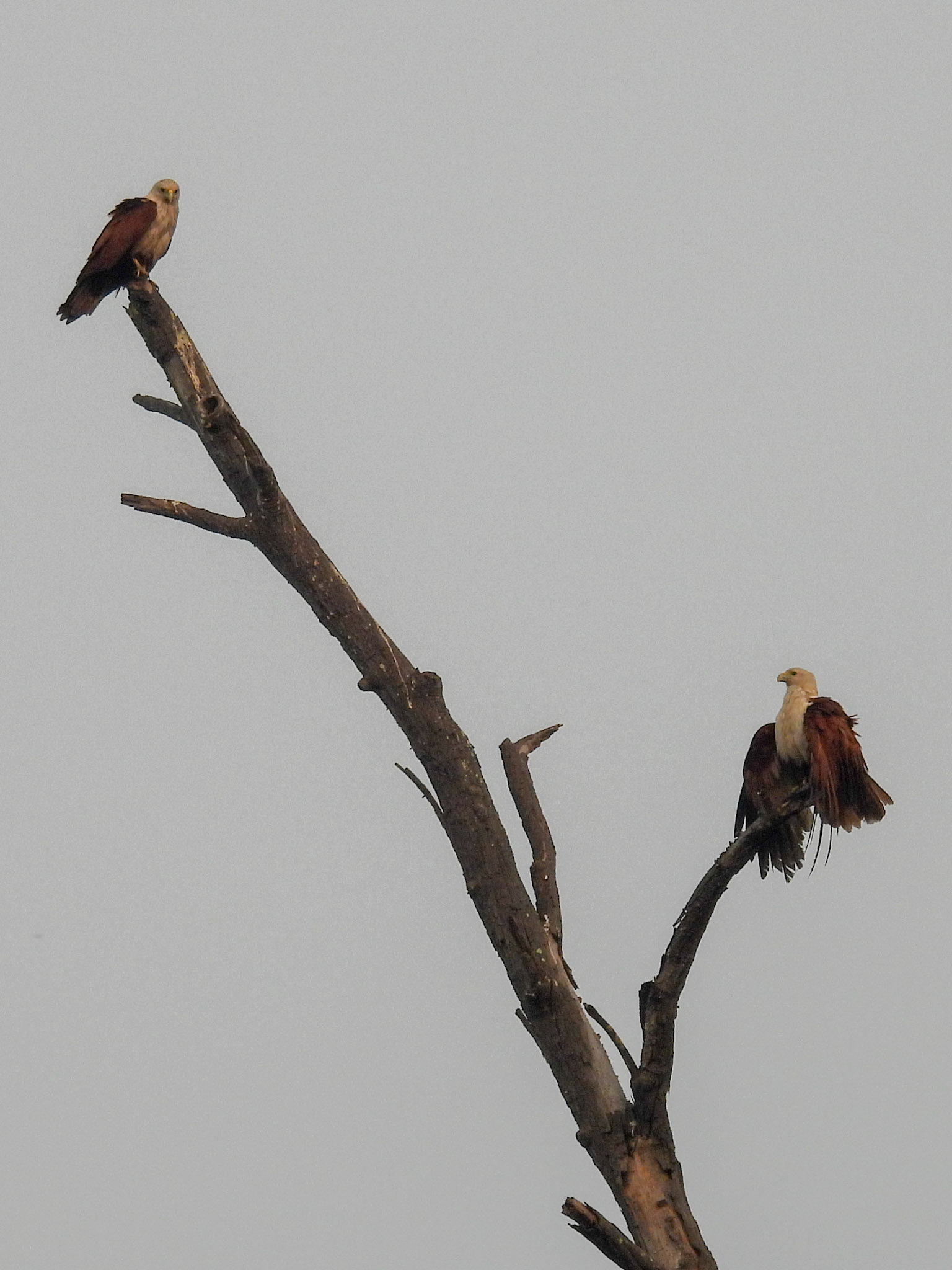 Brahminy Kites - I Got You Babe