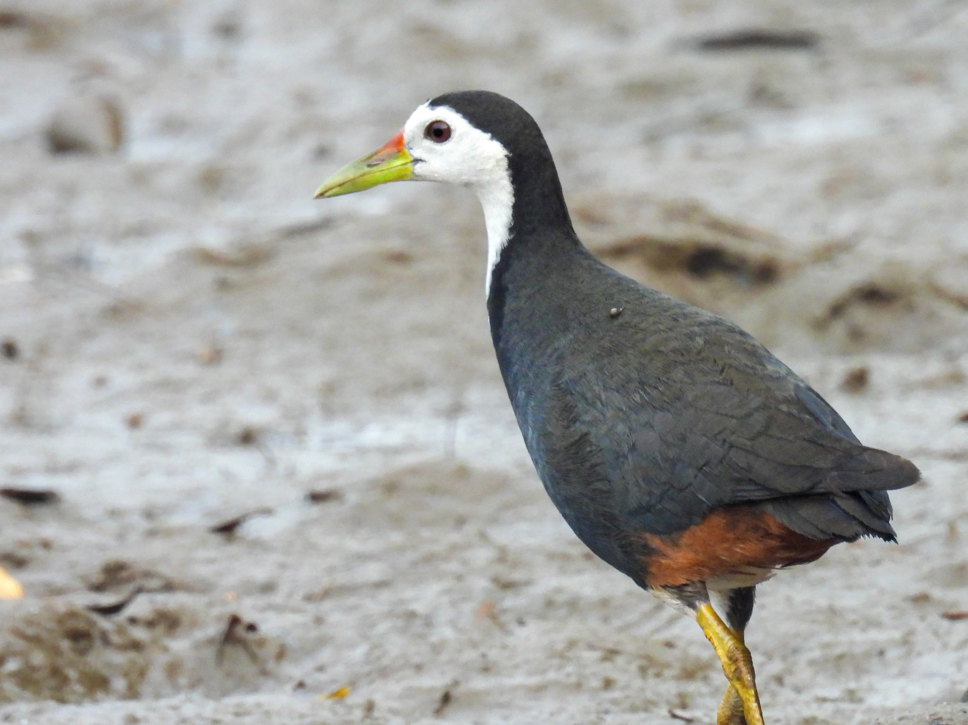 White-breasted Waterhen