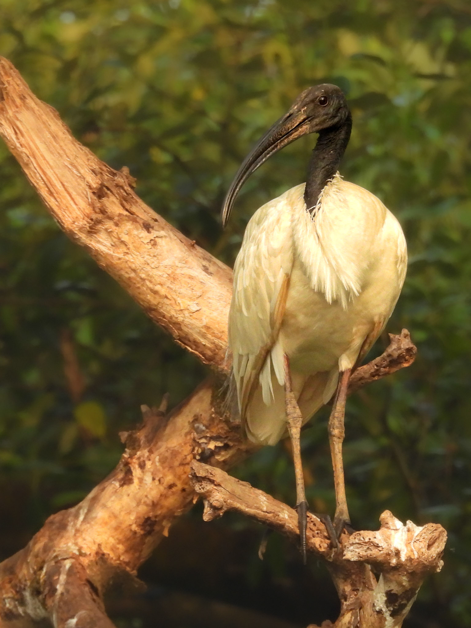 Black-headed Ibis