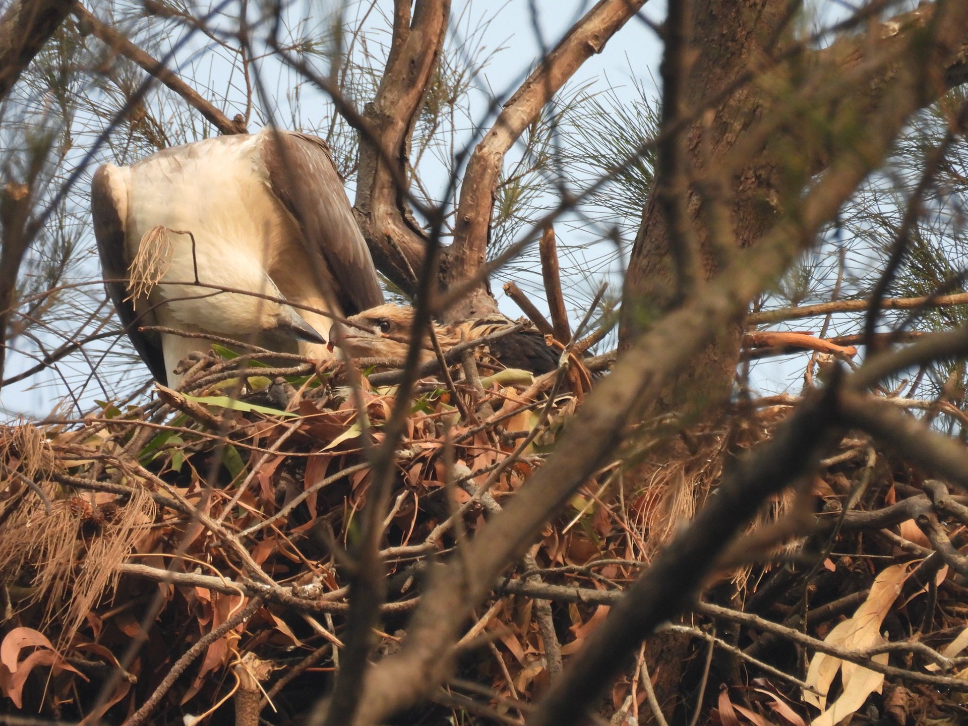 White-bellied Sea-Eagle