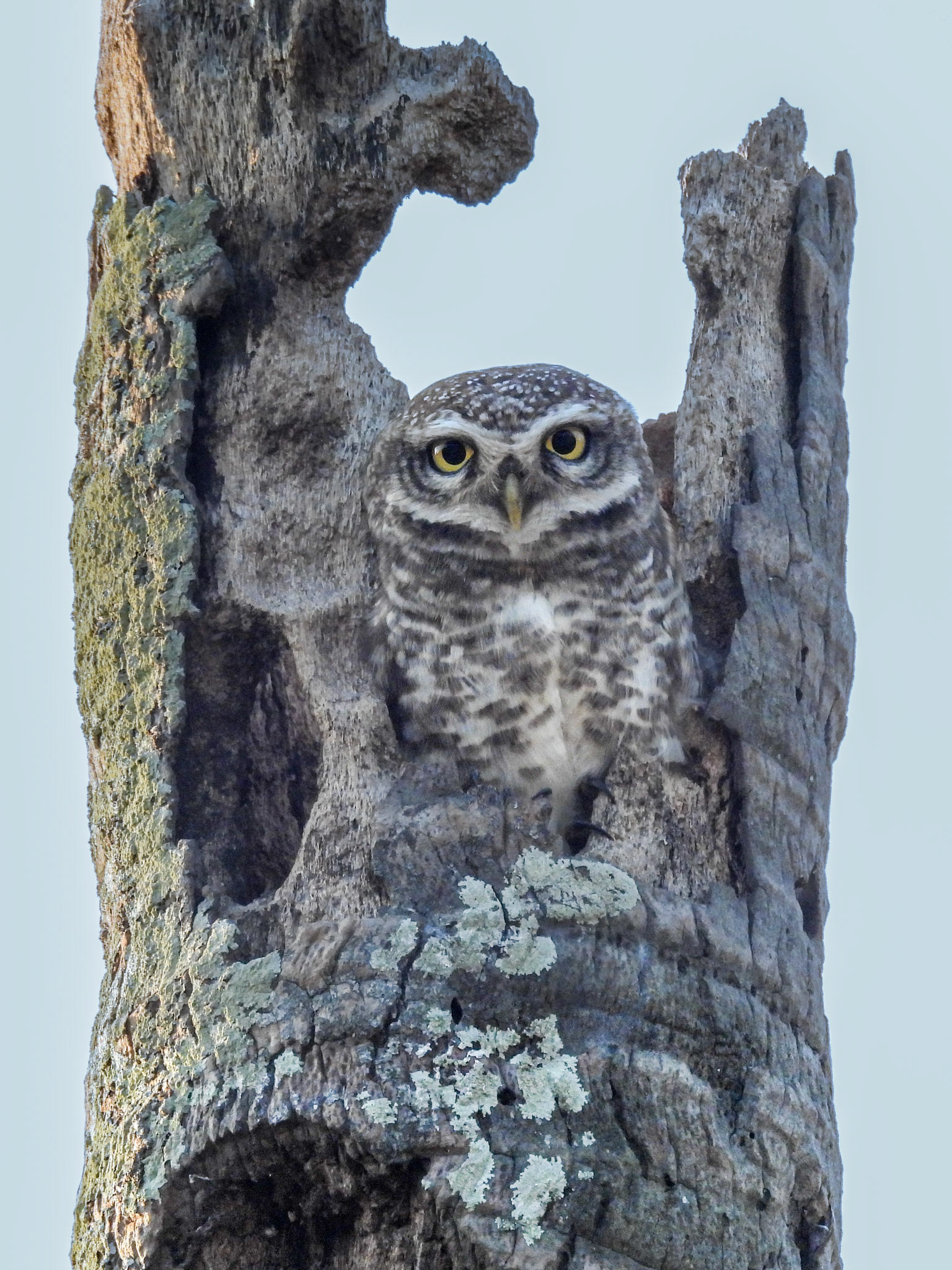 Spotted Owlet