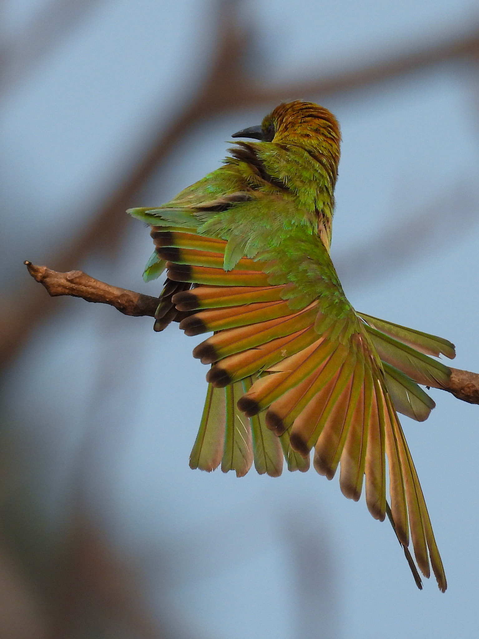 Green Bee-eater