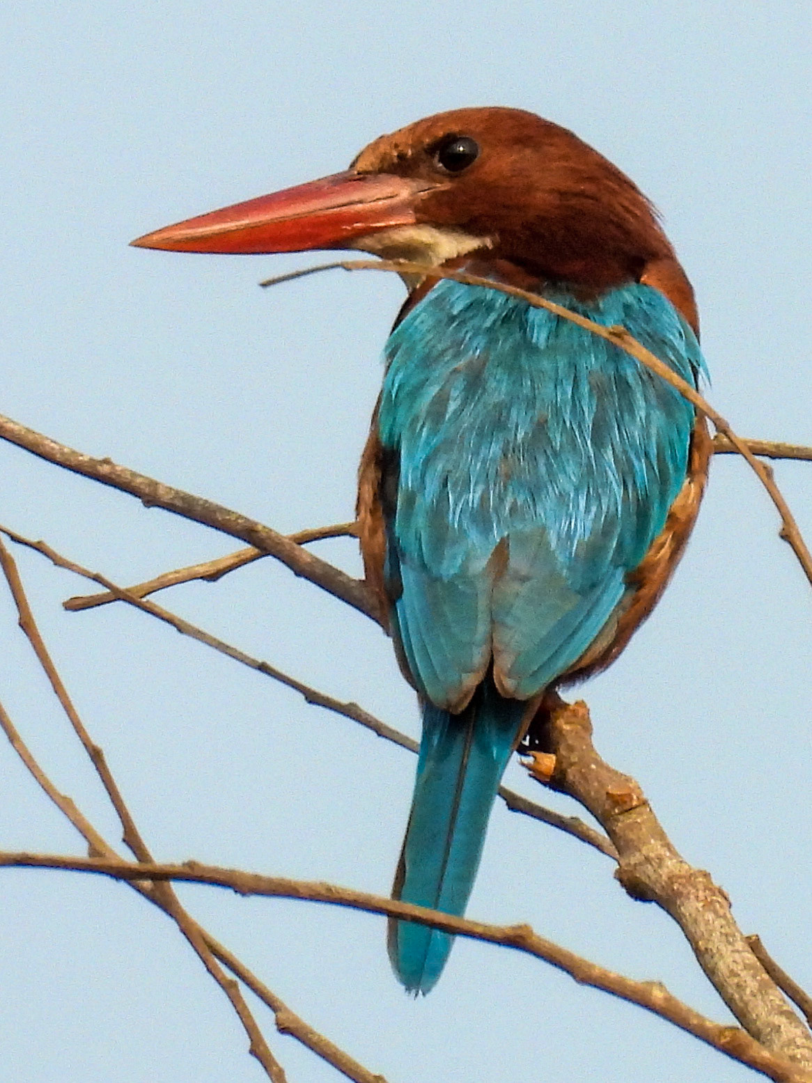 White-throated Kingfisher