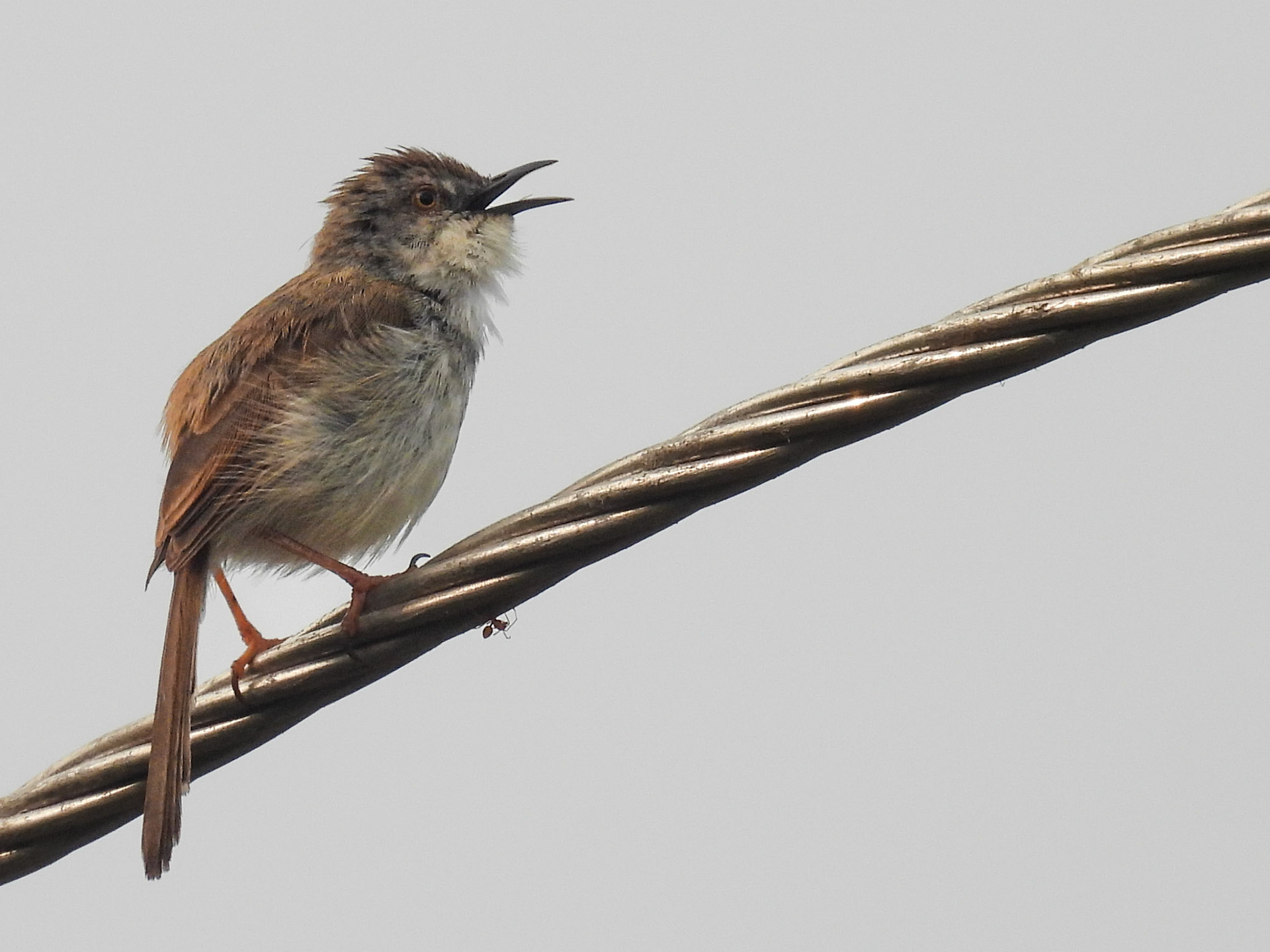 Grey-breasted Prinia