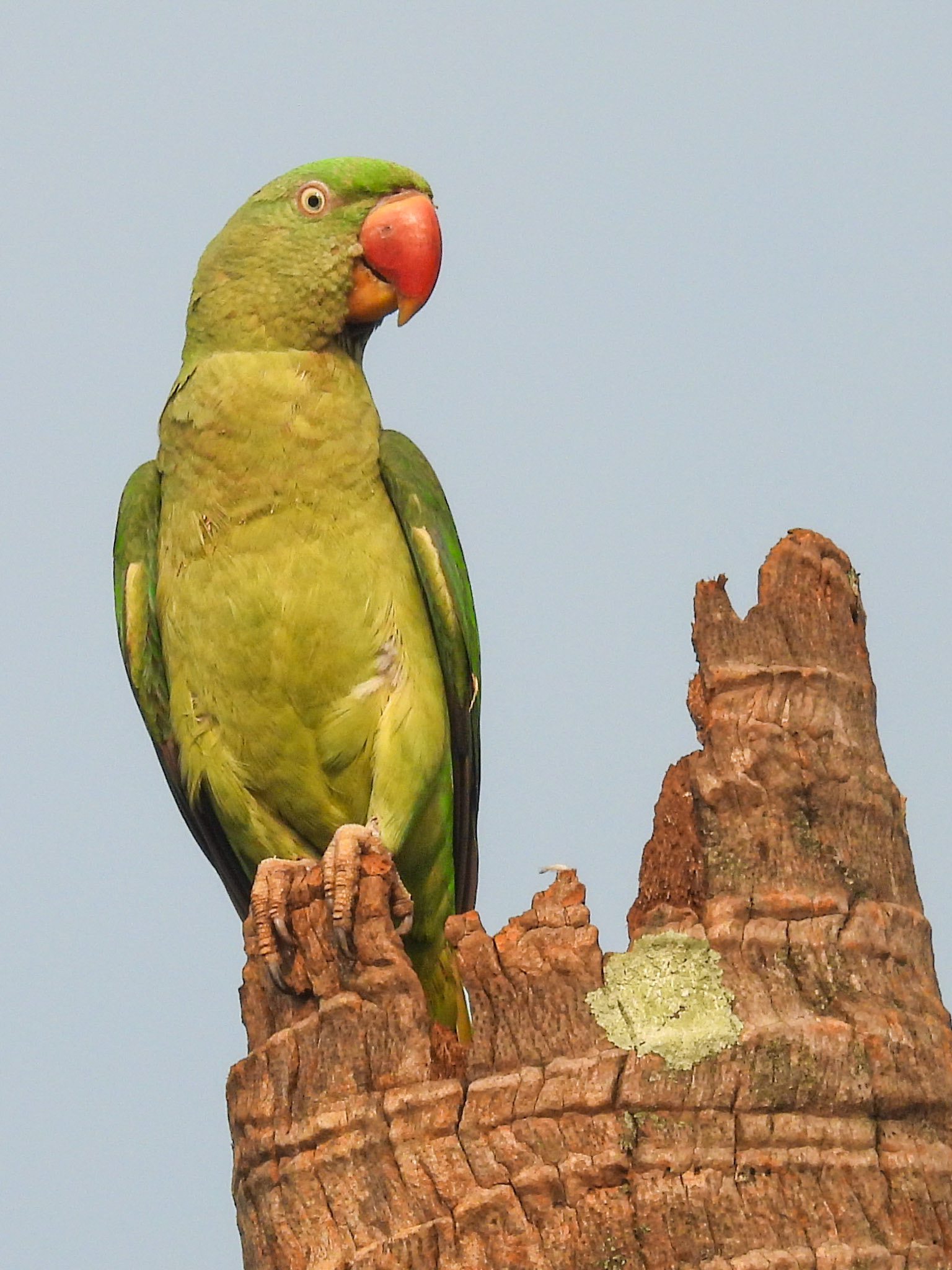 Alexandrine Parakeet (F)