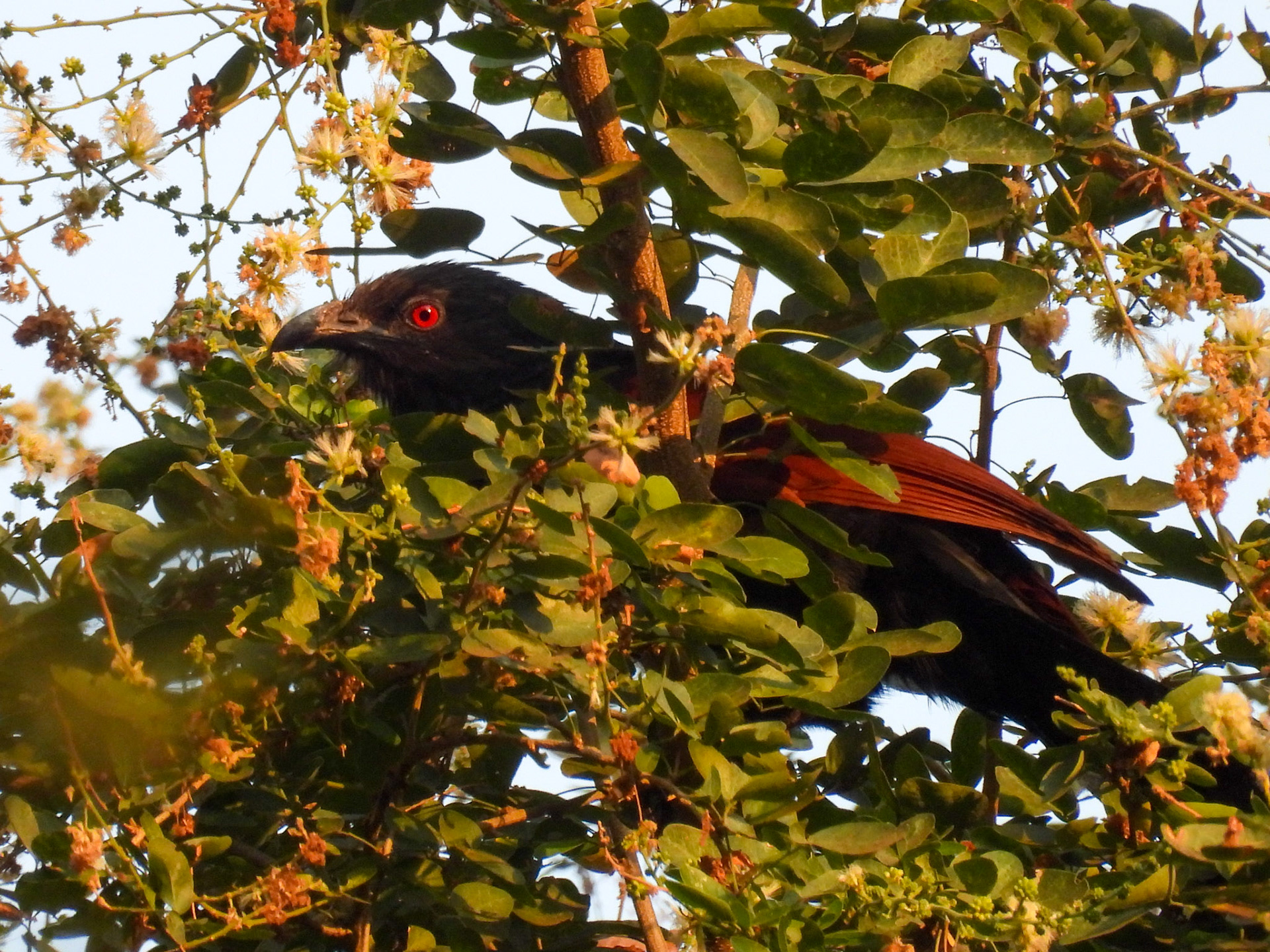 Greater Coucal 