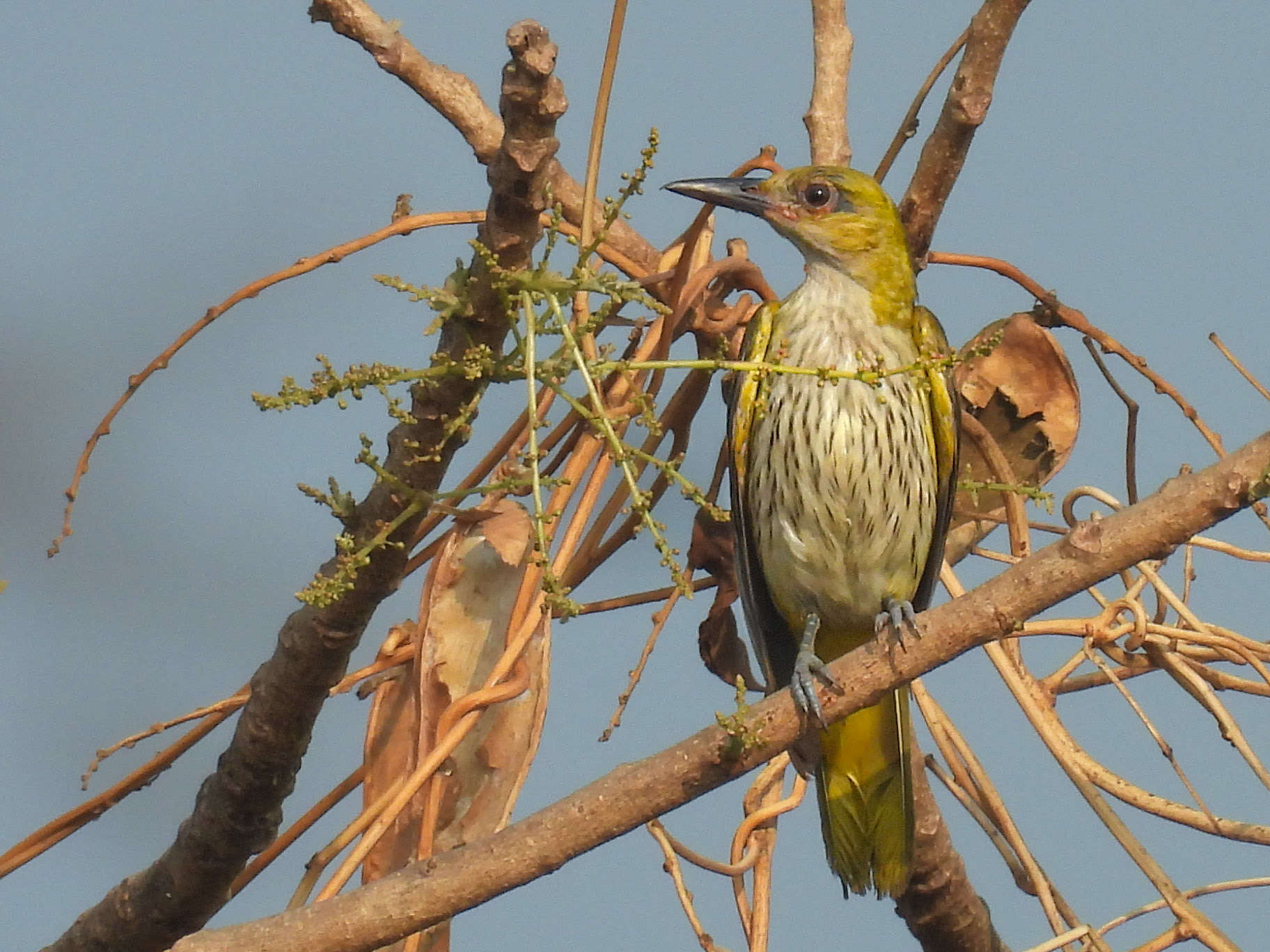 Indian Golden Oriole (F)