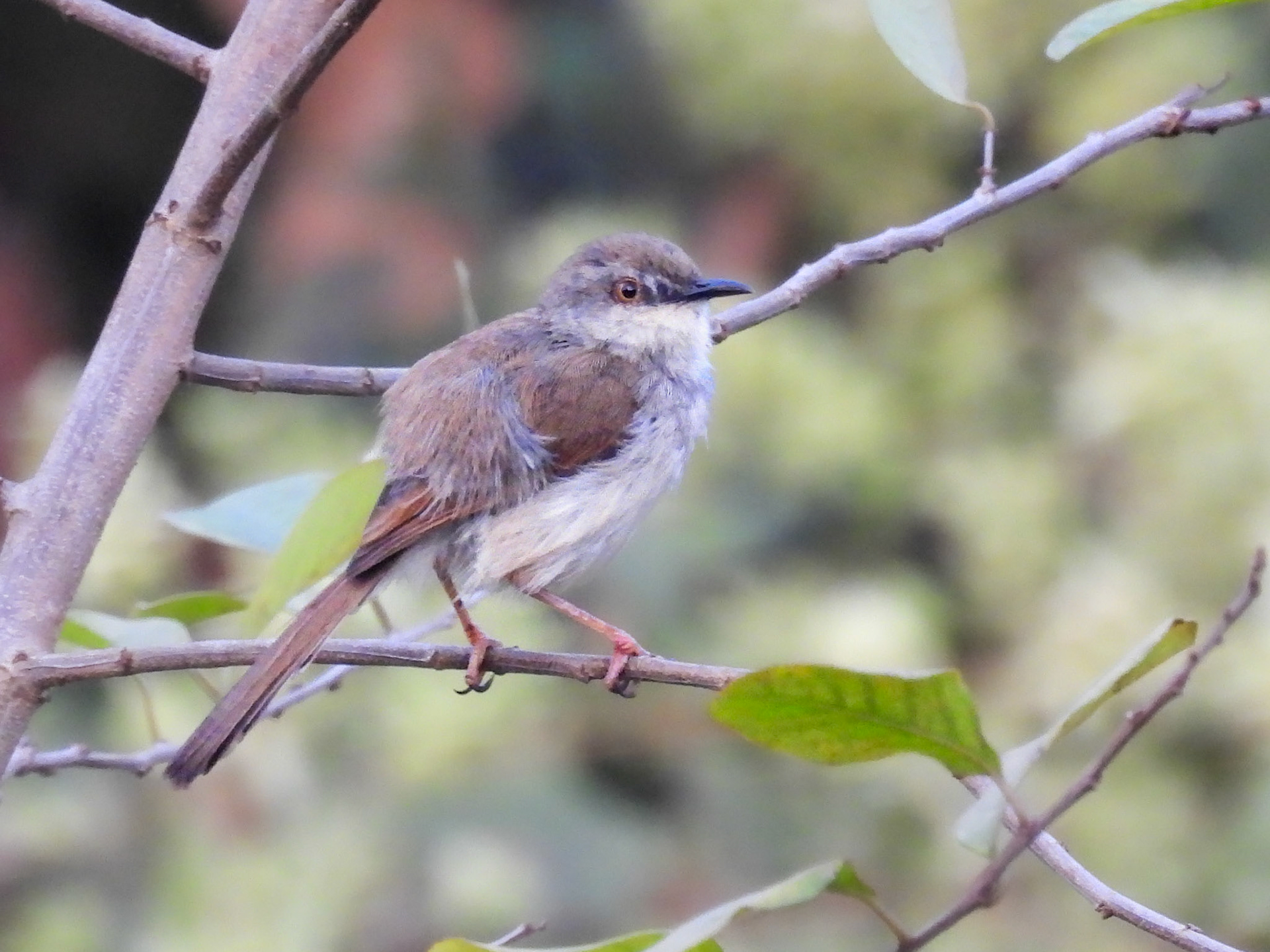 Grey-breasted Prinia