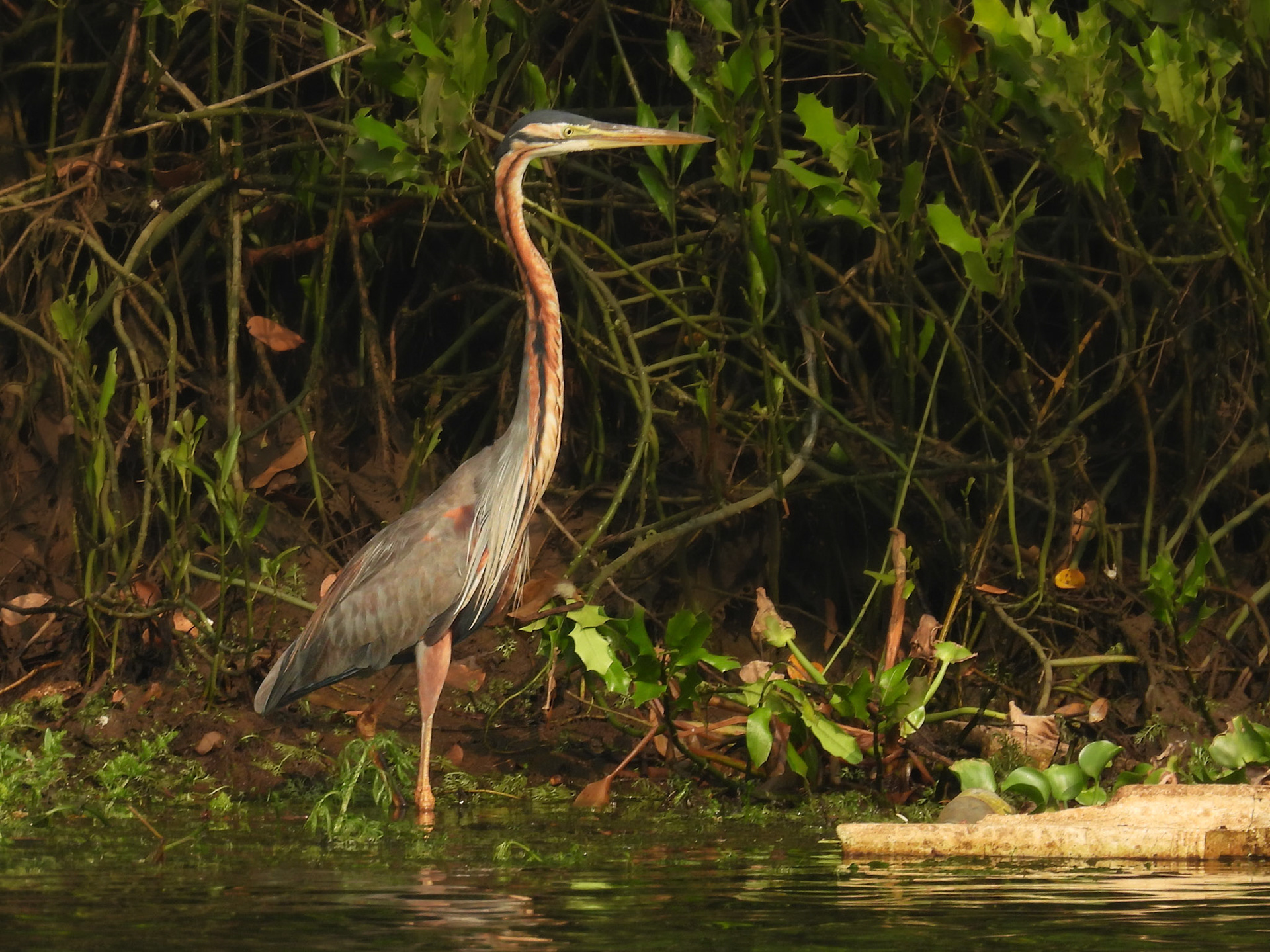Purple Heron