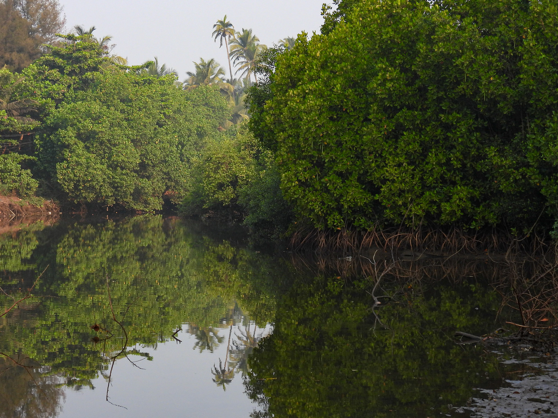 Mangroves on Mandrem Creek