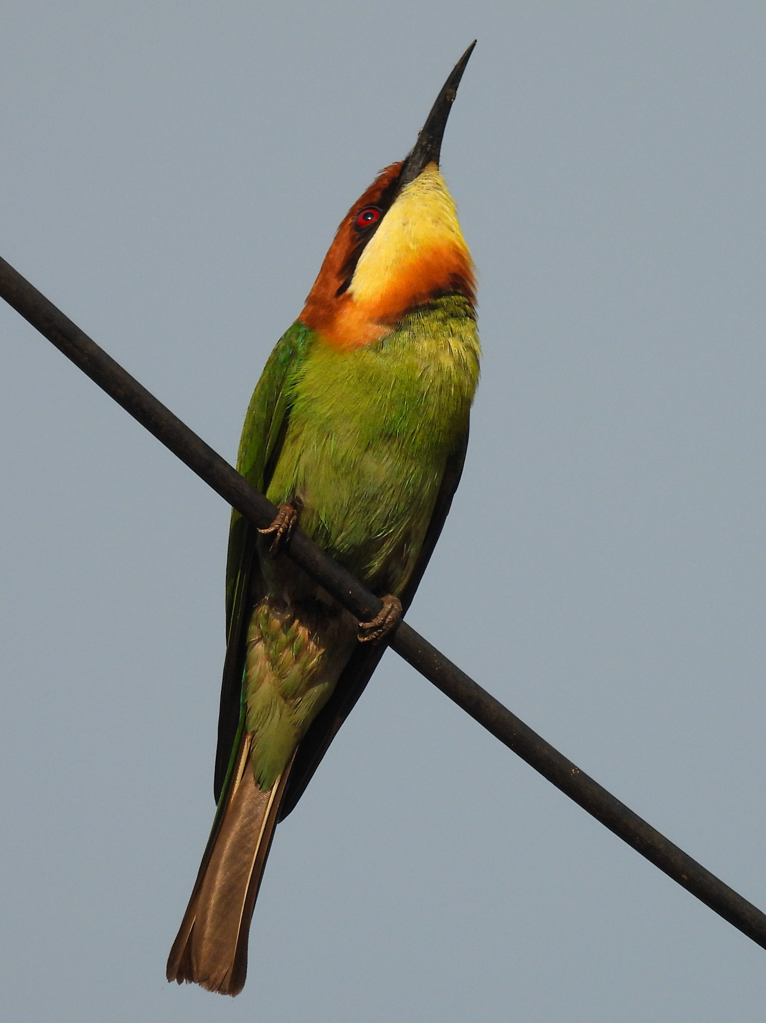 Chestnut-headed Bee-eater