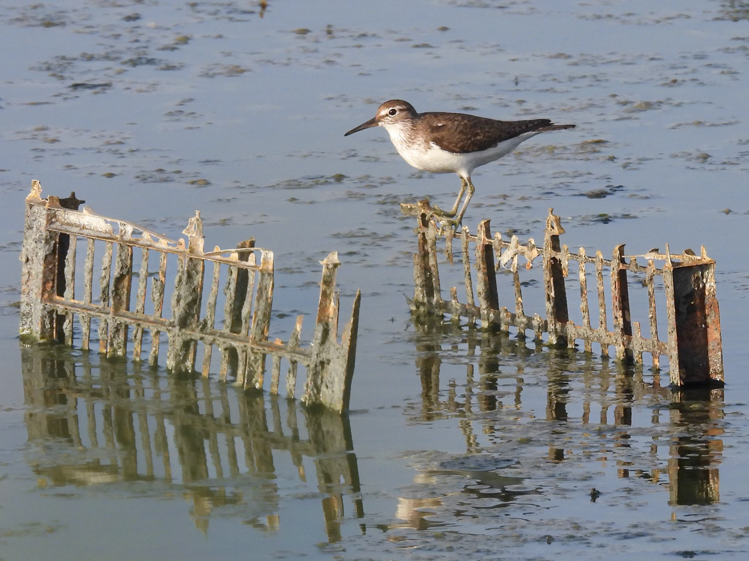 Common Sandpiper