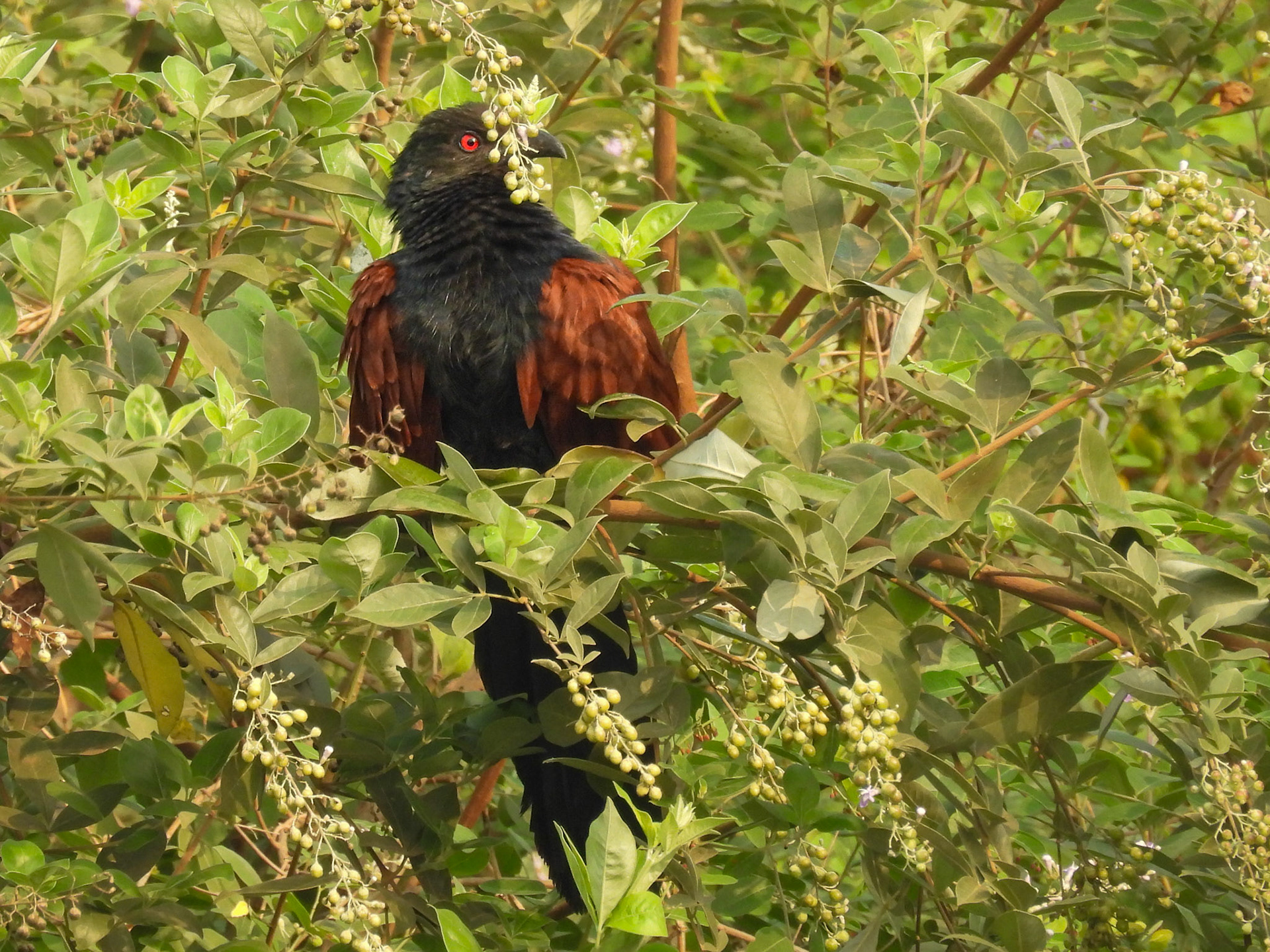Greater Coucal - In the thick of it!