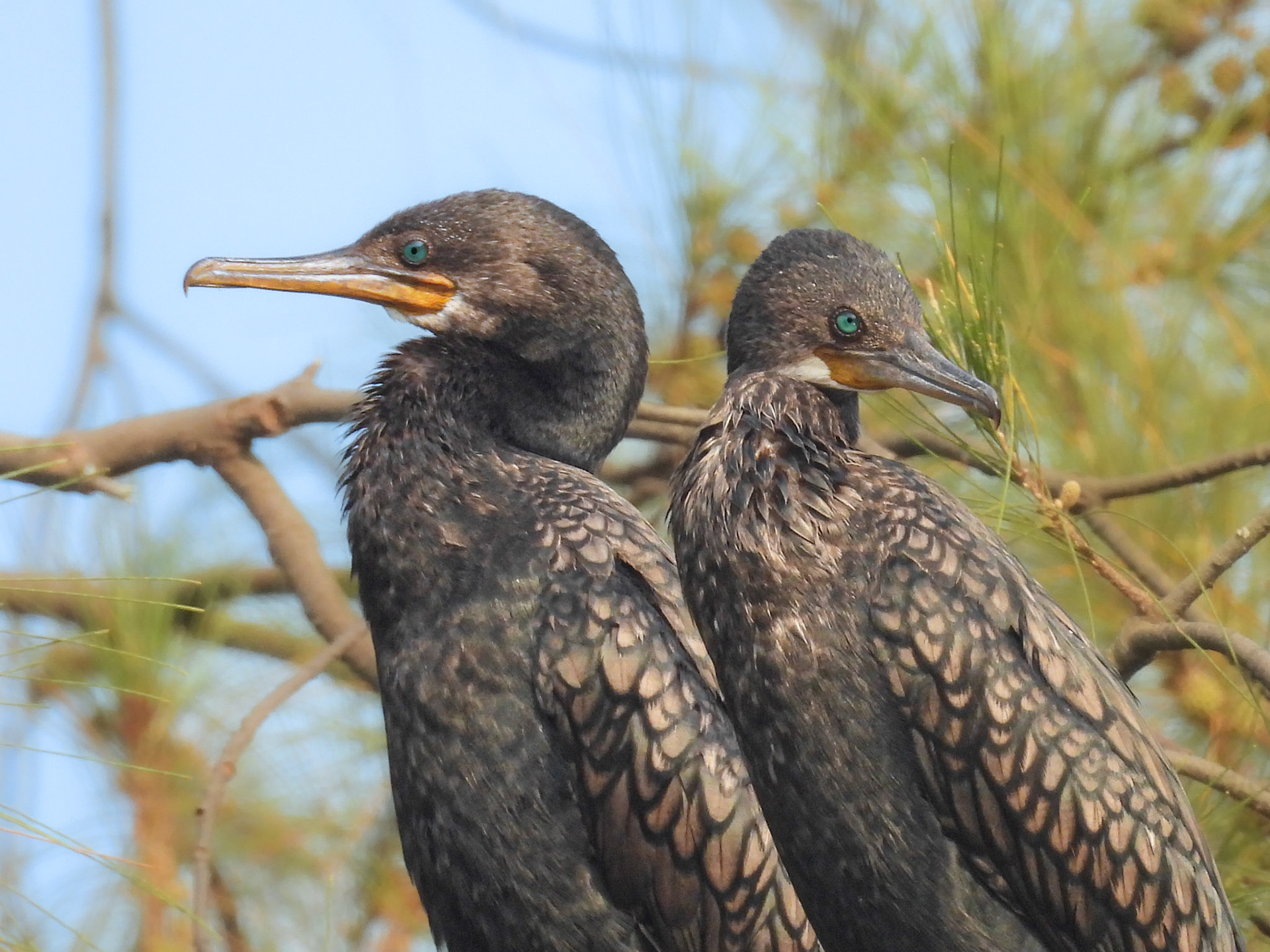 Indian Cormorants