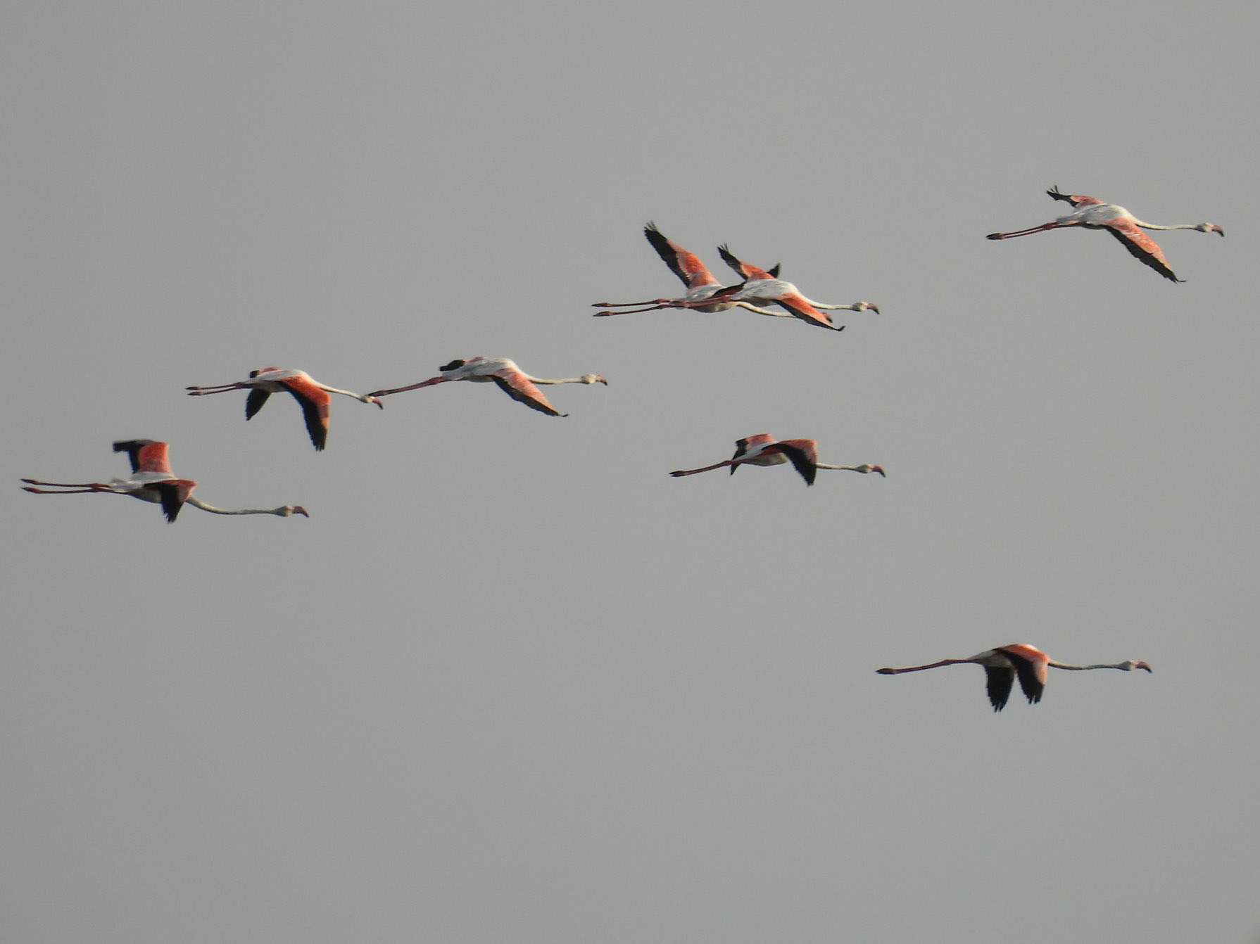 Greater Flamingo