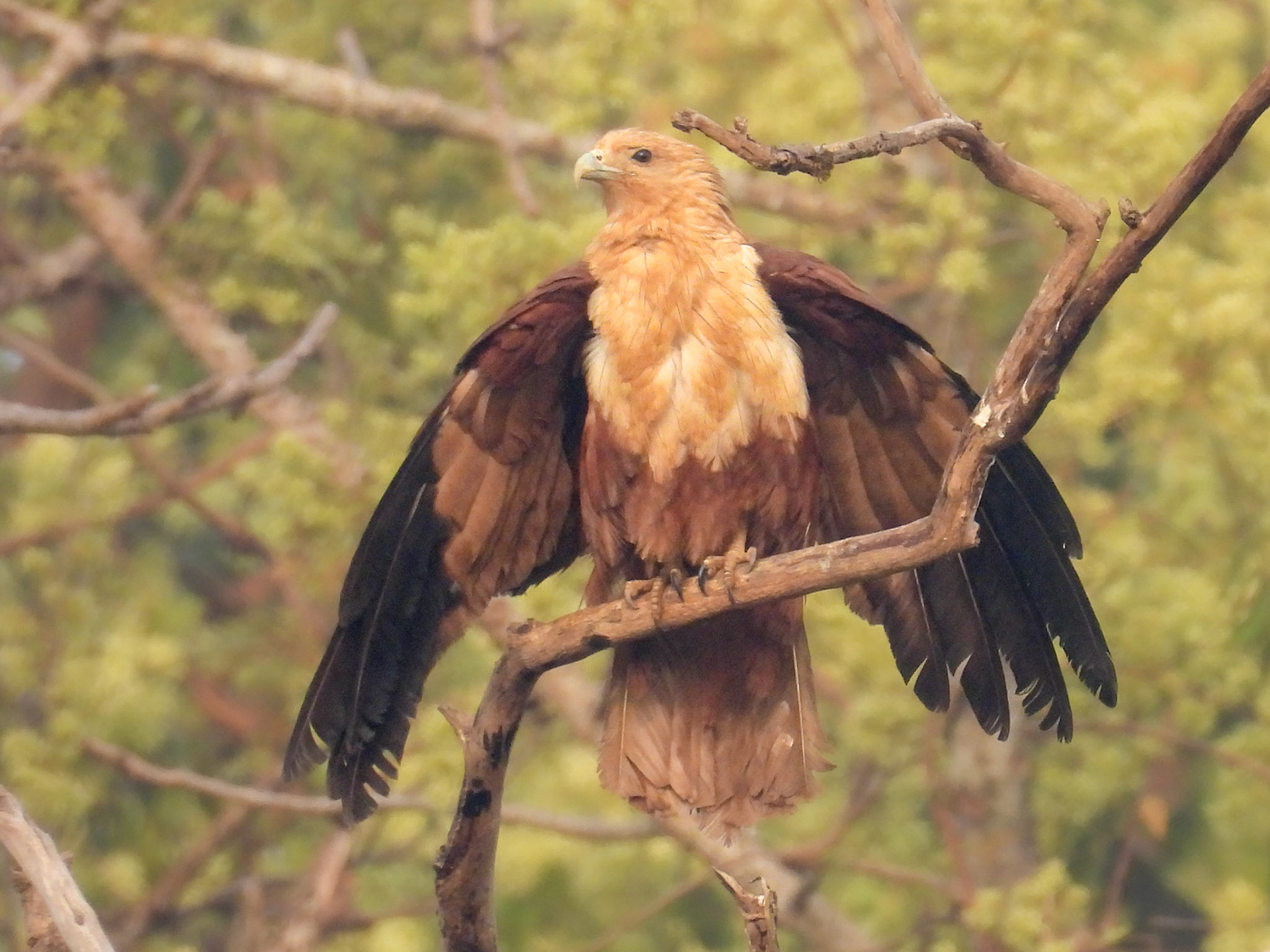 Brahminy Kite