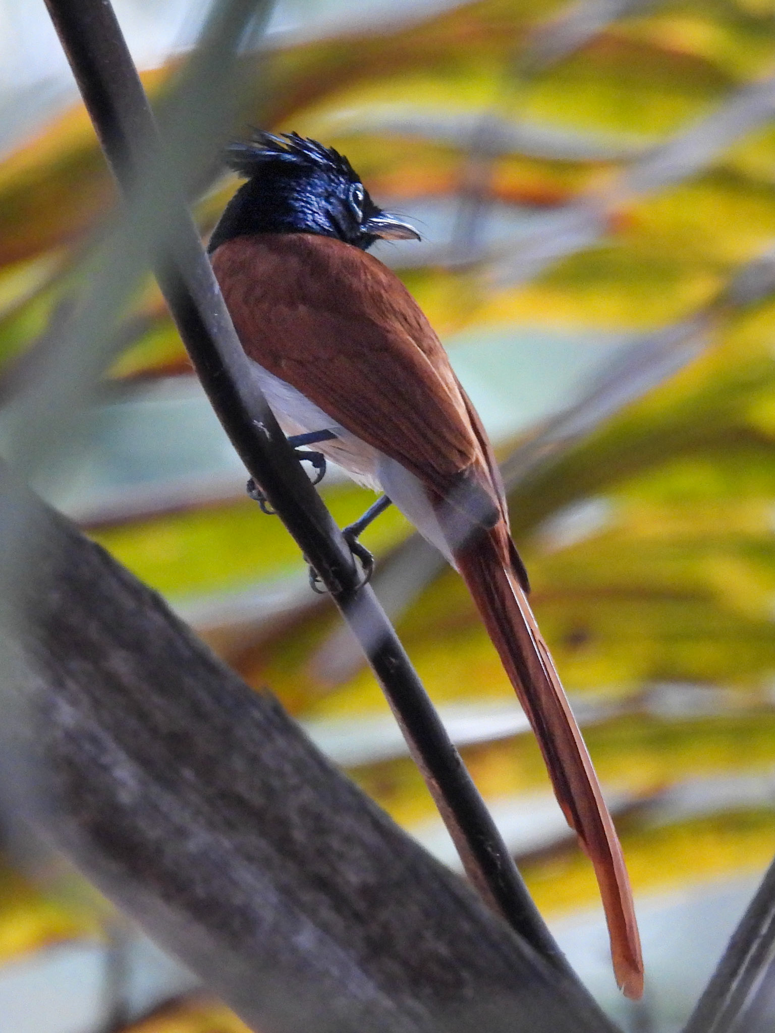 Asian Paradise Flycatcher