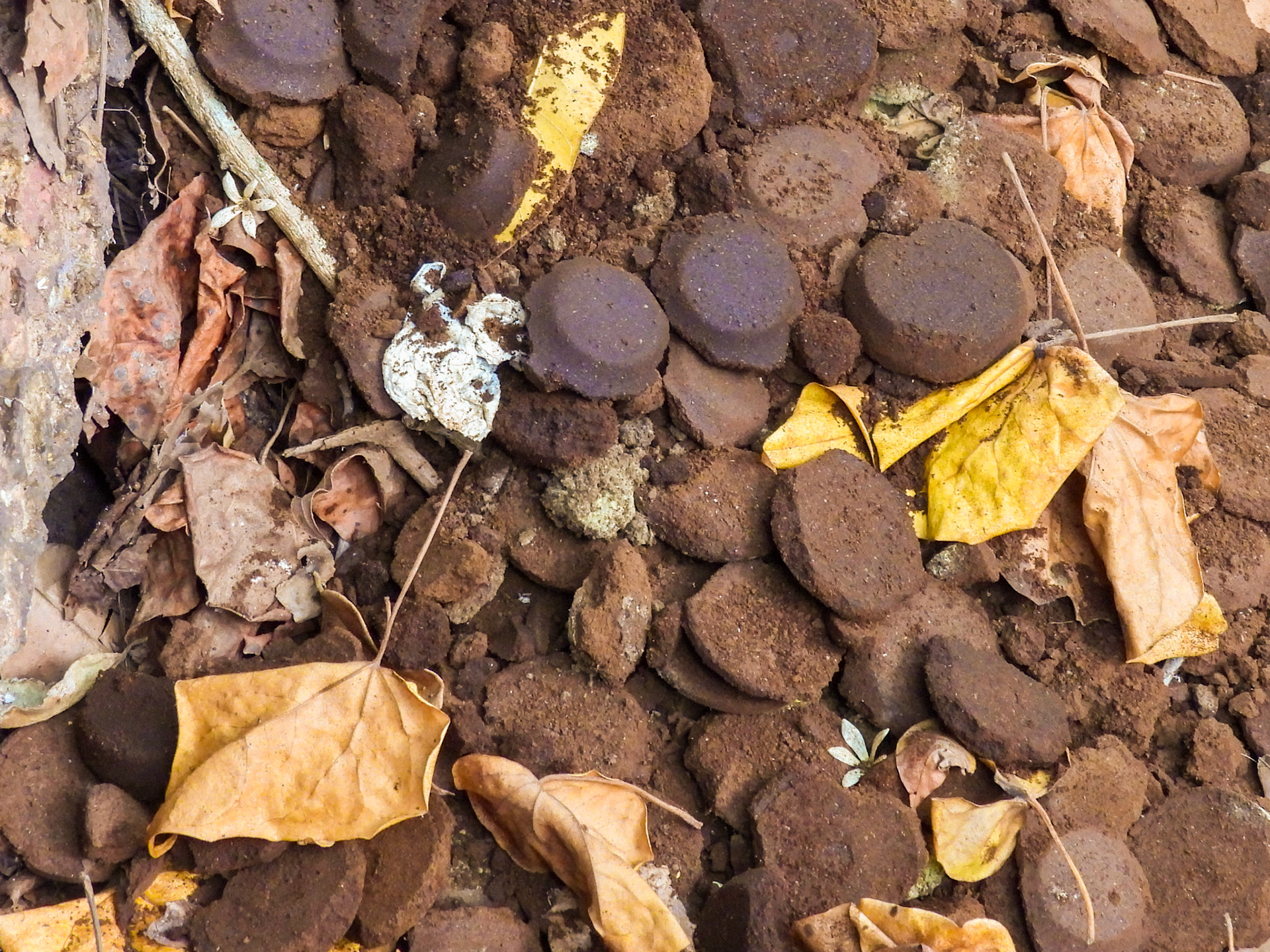 Coffee grinds emptied over the wall of a cafe