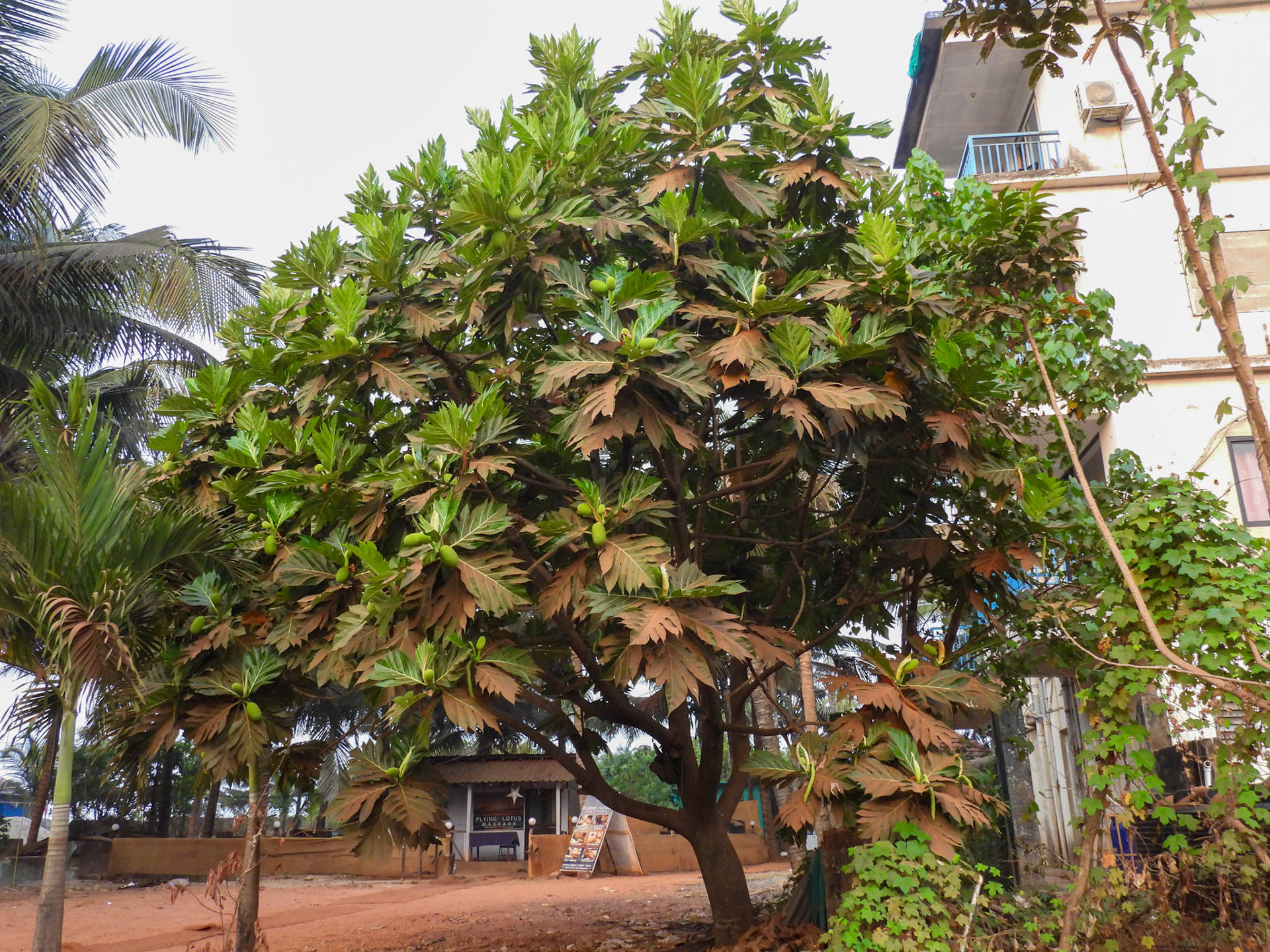 Breadfruit Tree