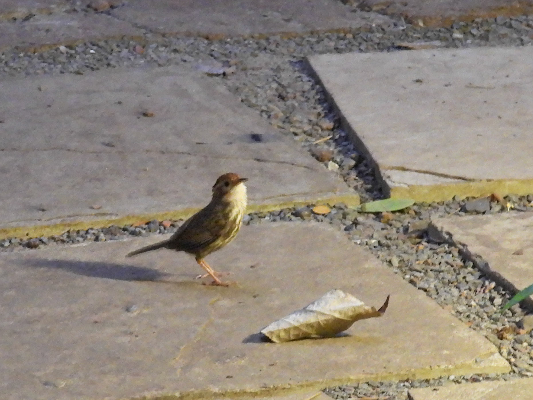 Puff-throated Babbler (ID Shot)