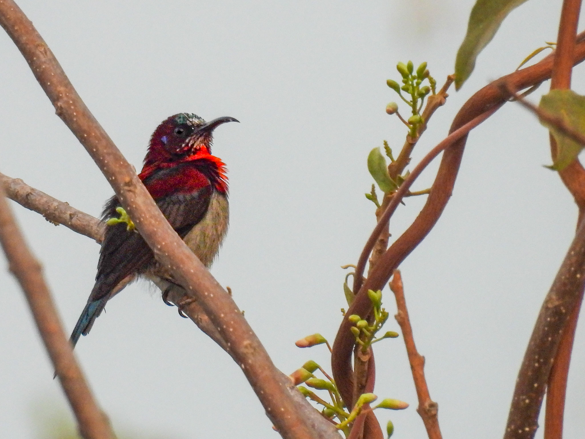 Vigor’s Sunbird (M)