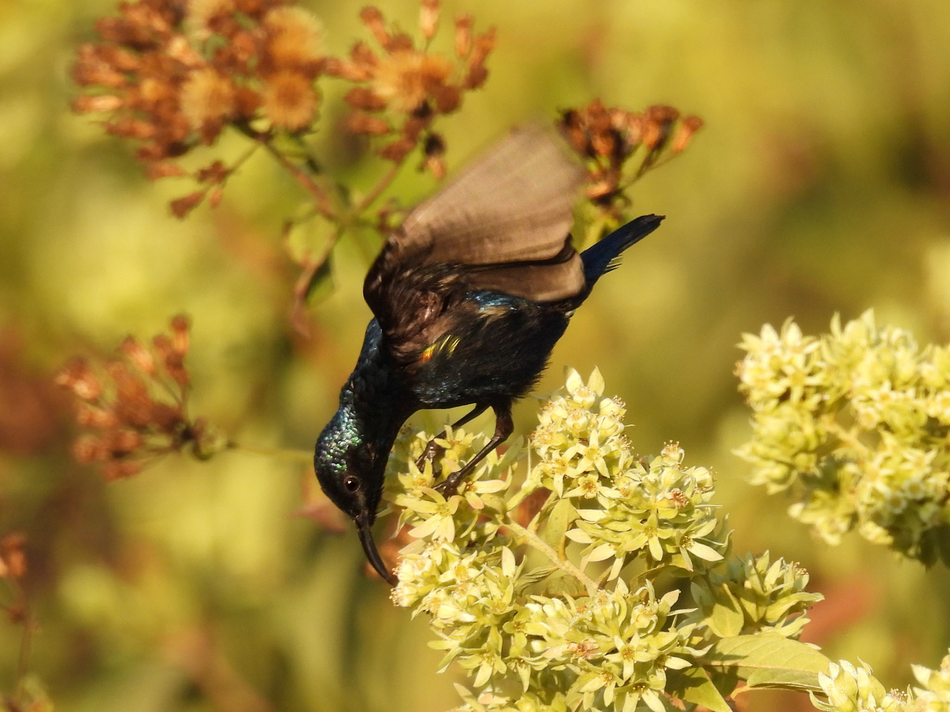 Purple Sunbird with breeding plumage 