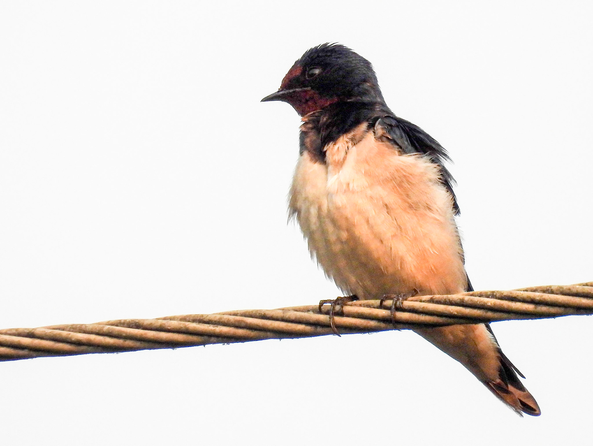 Barn Swallow
