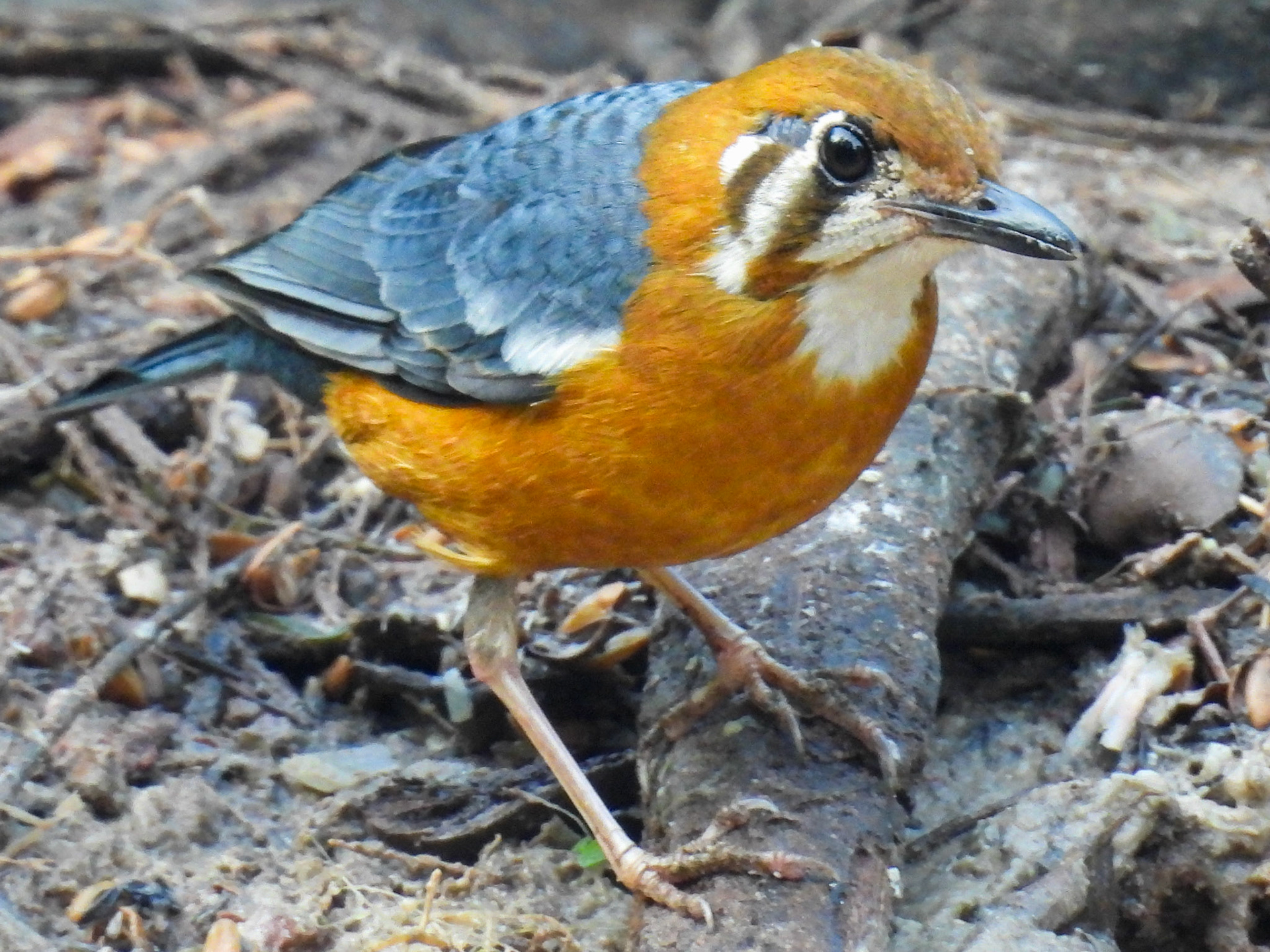 Orange-headed Thrush