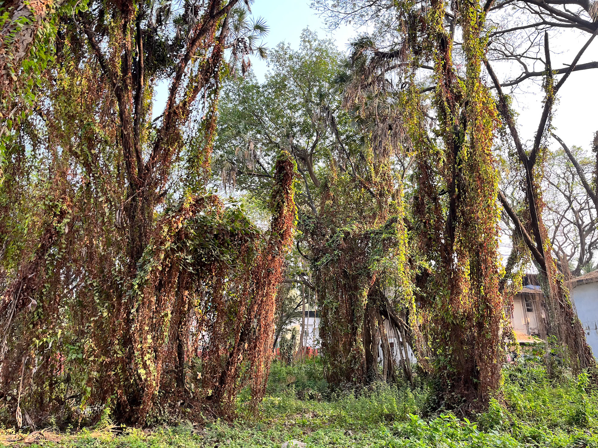 Trees on an empty plot just outside Campal Gardens