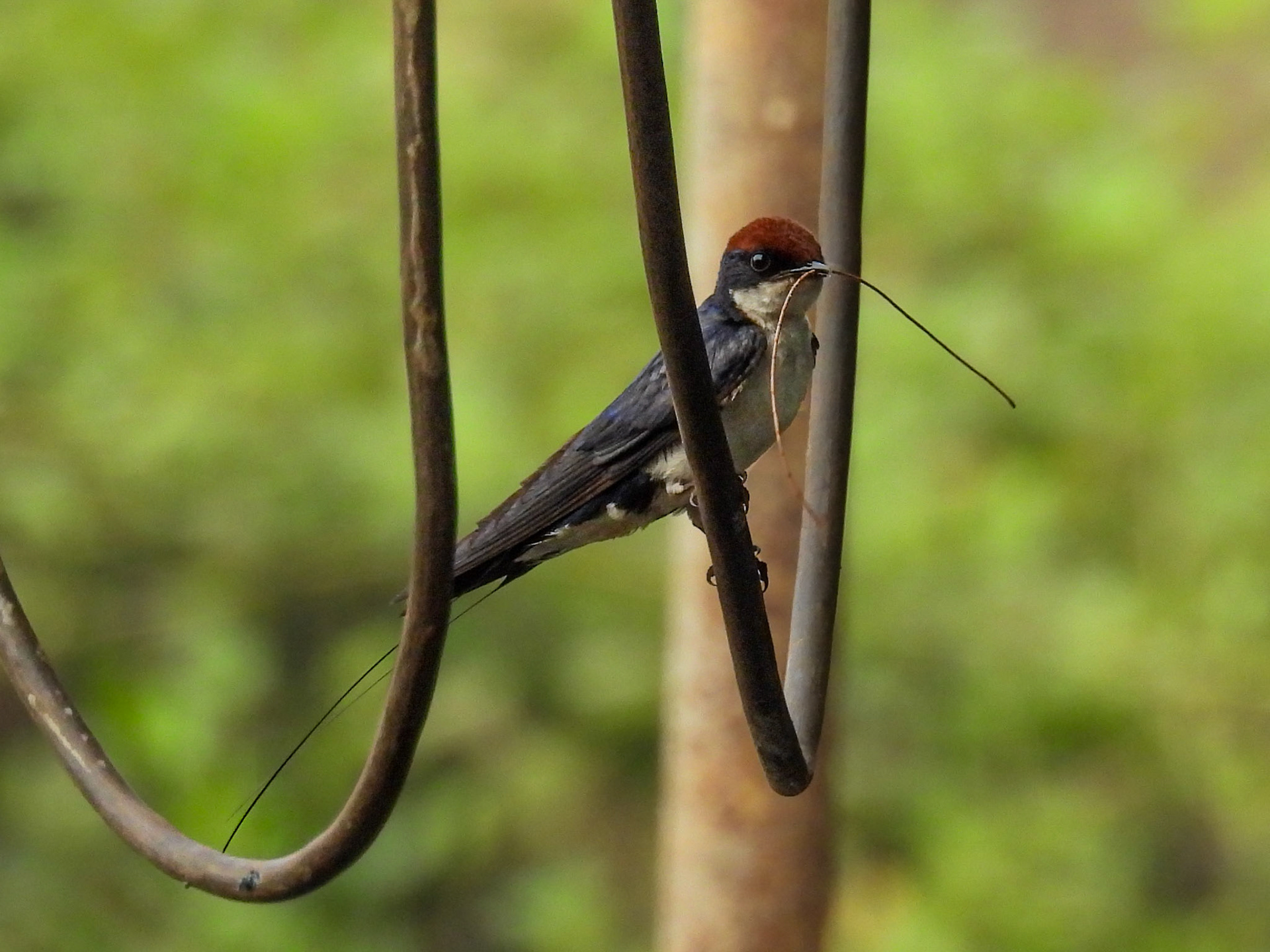 Wire-tailed Swallow - Living The Dream 2