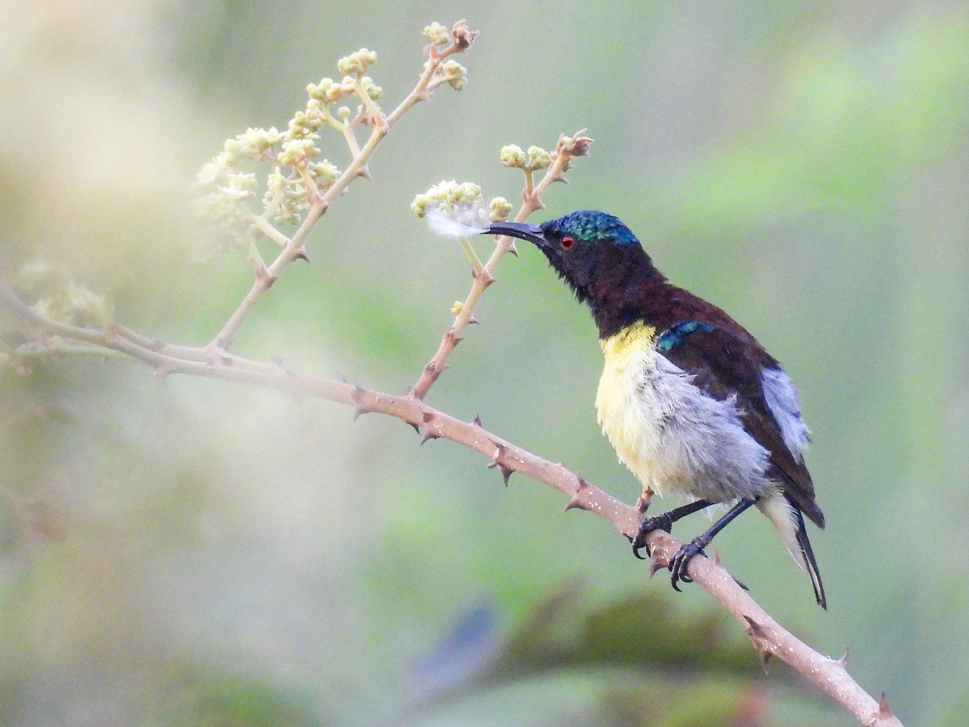 Purple-rumped Sunbird