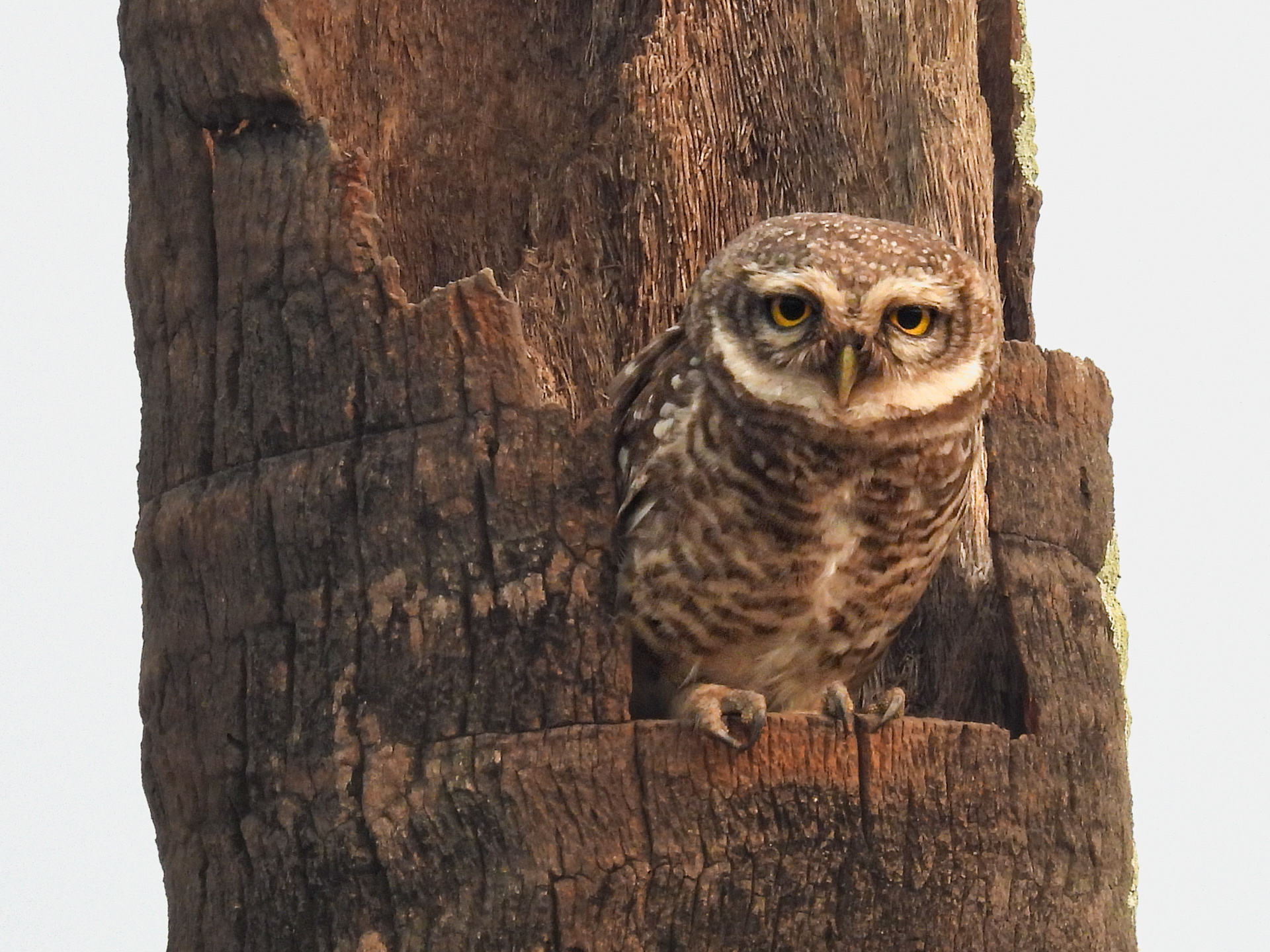 Spotted Owlet 