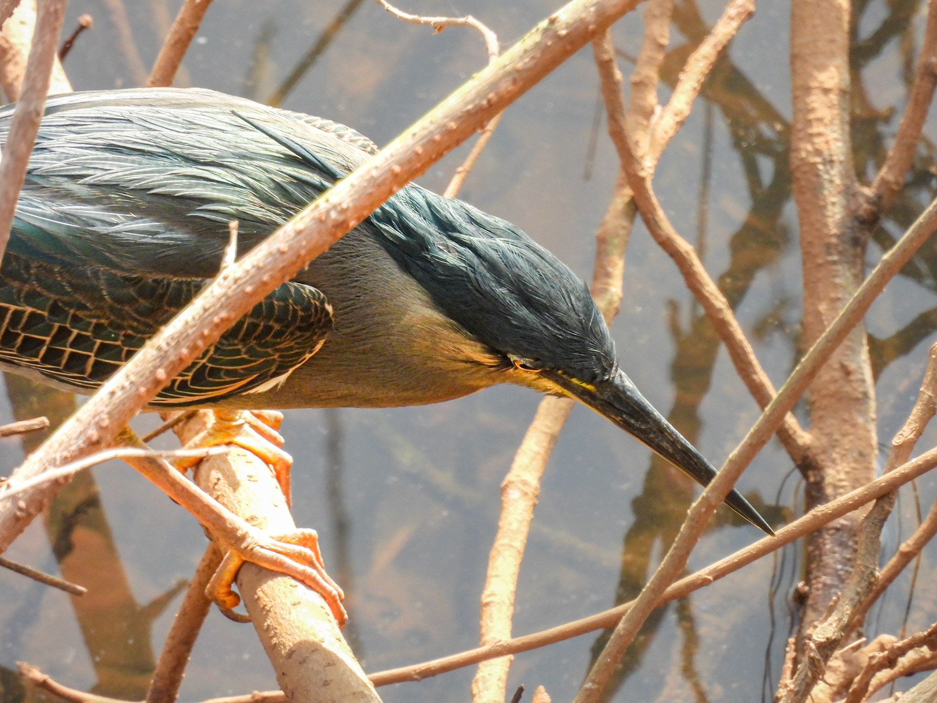 Little Heron