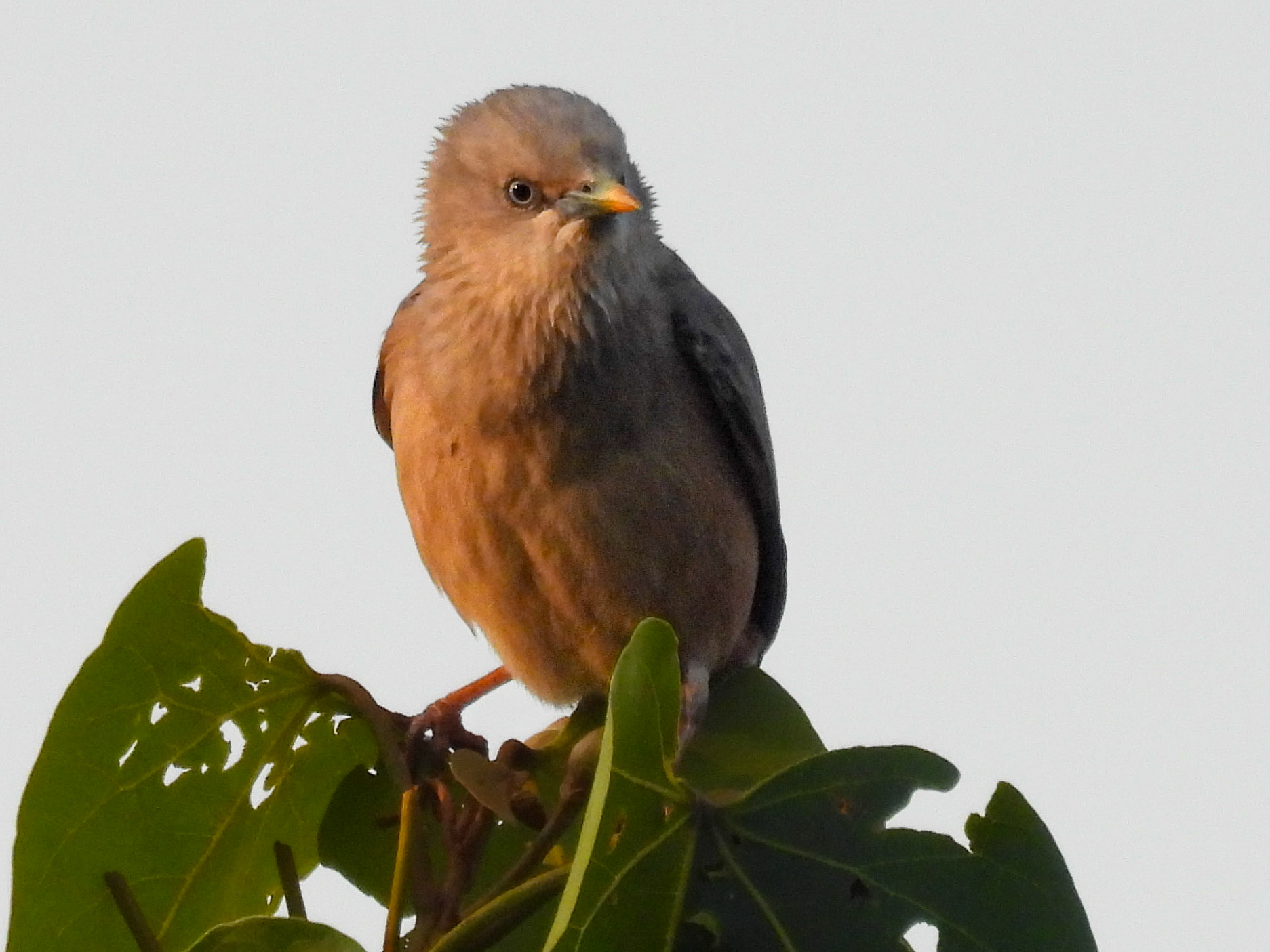 Chestnut-tailed Starling 