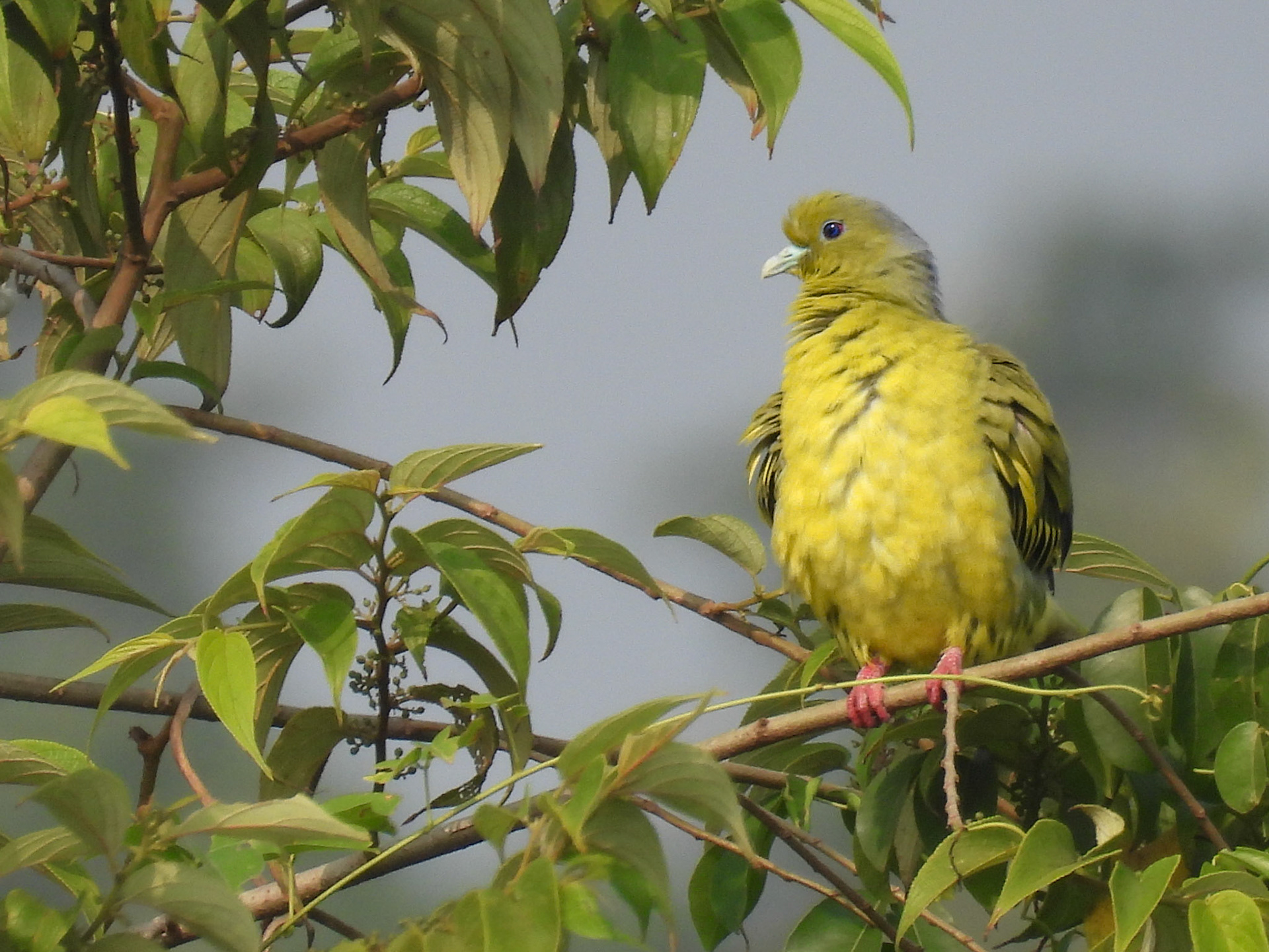 Orange-breasted Green-Pigeon (F)