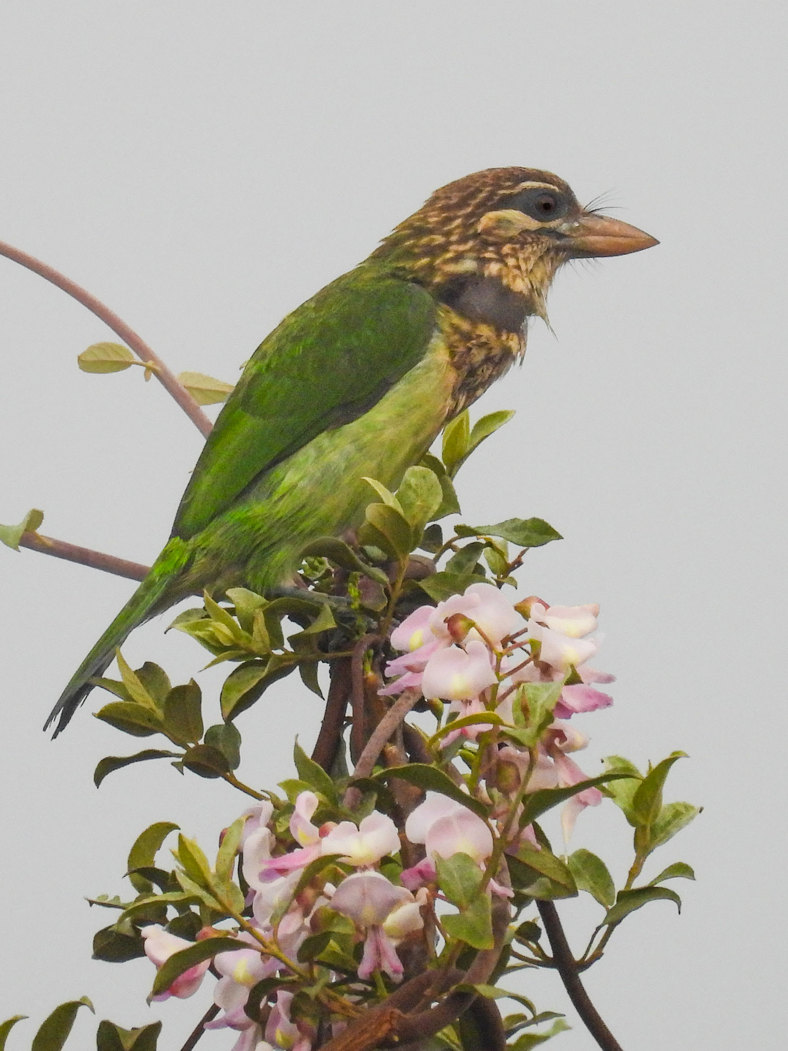White-cheeked Barbet