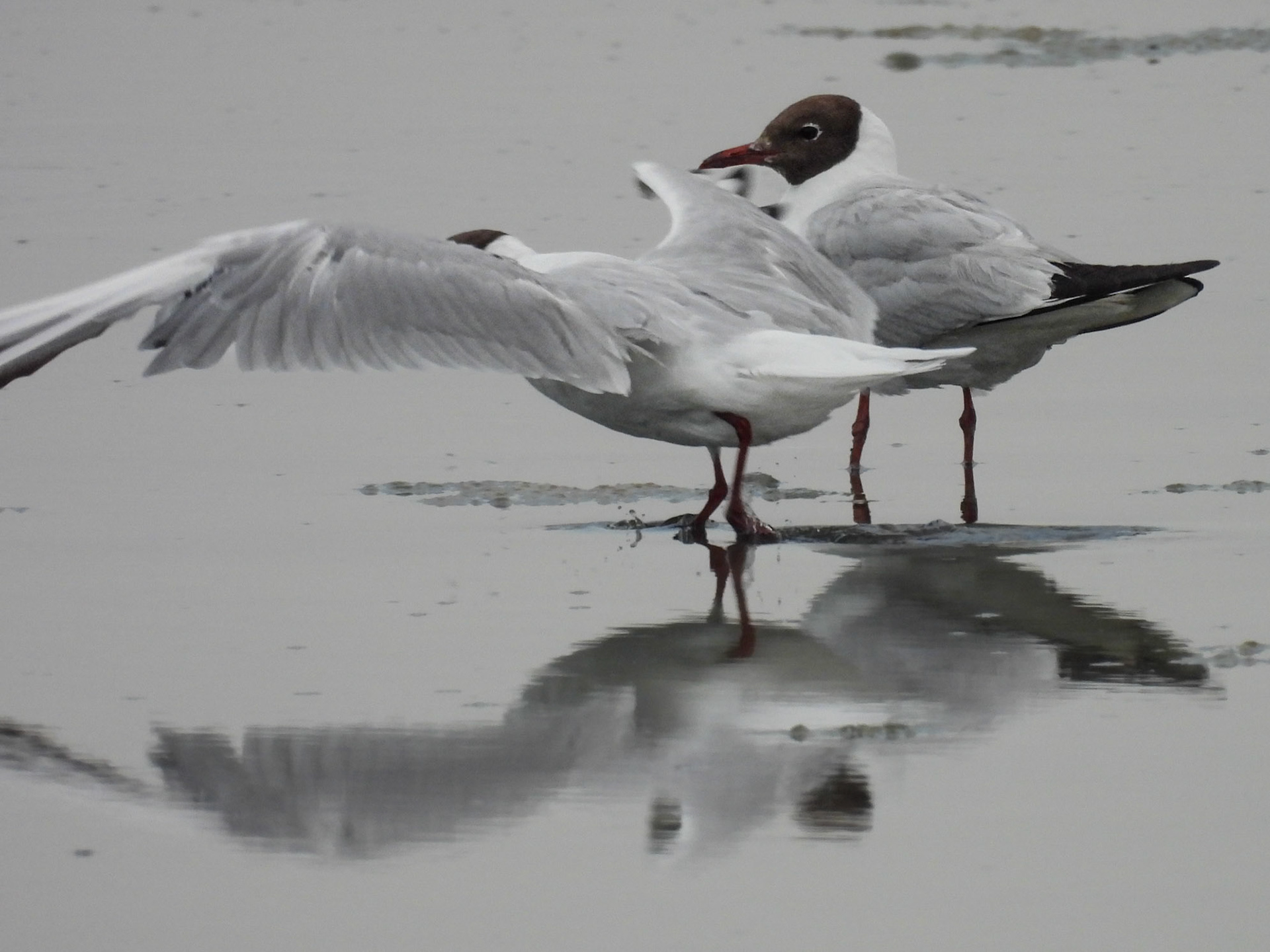 Black-headed Gulls - Breeding Adult