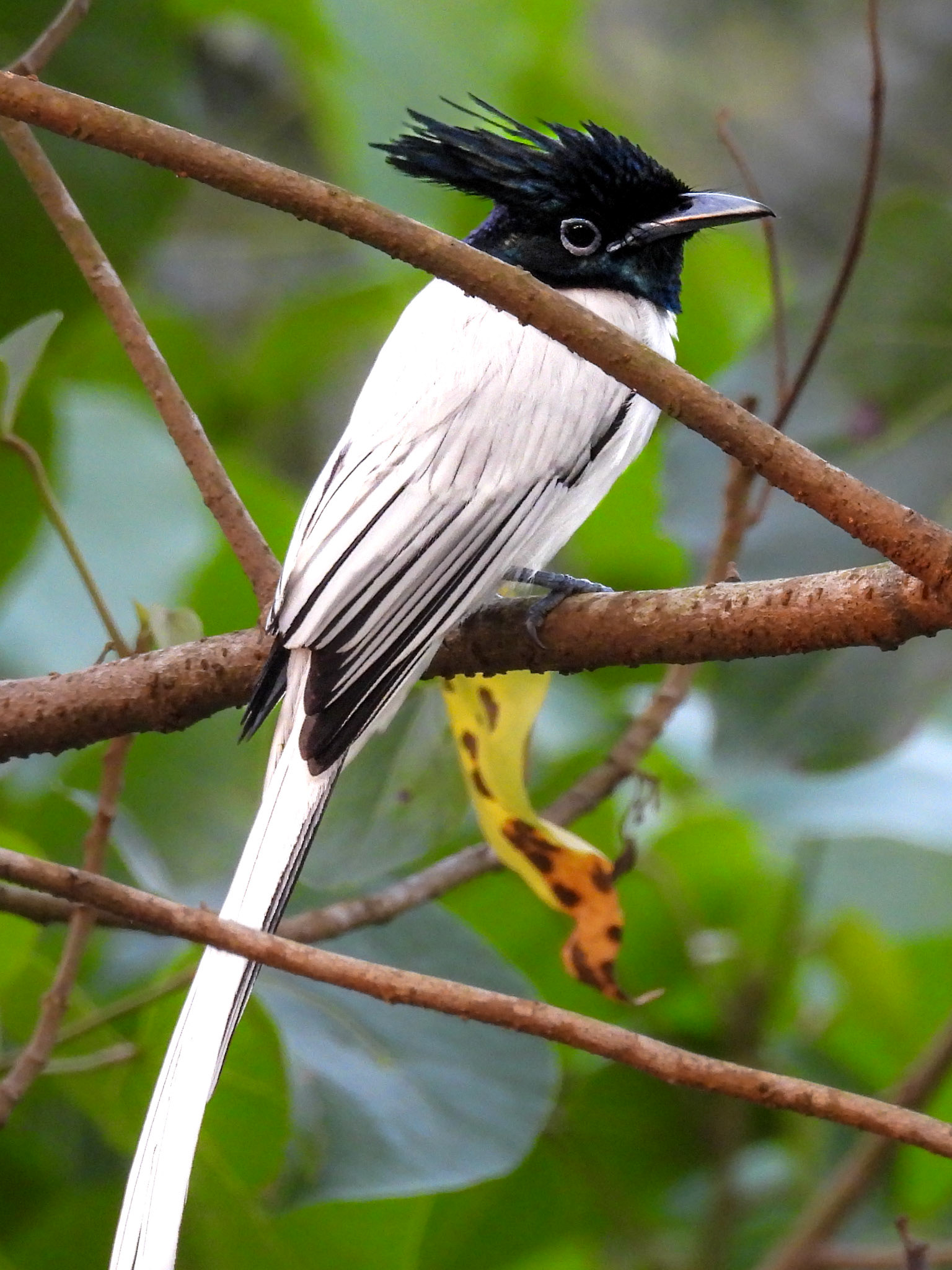 Asian Paradise Flycatcher (F)
